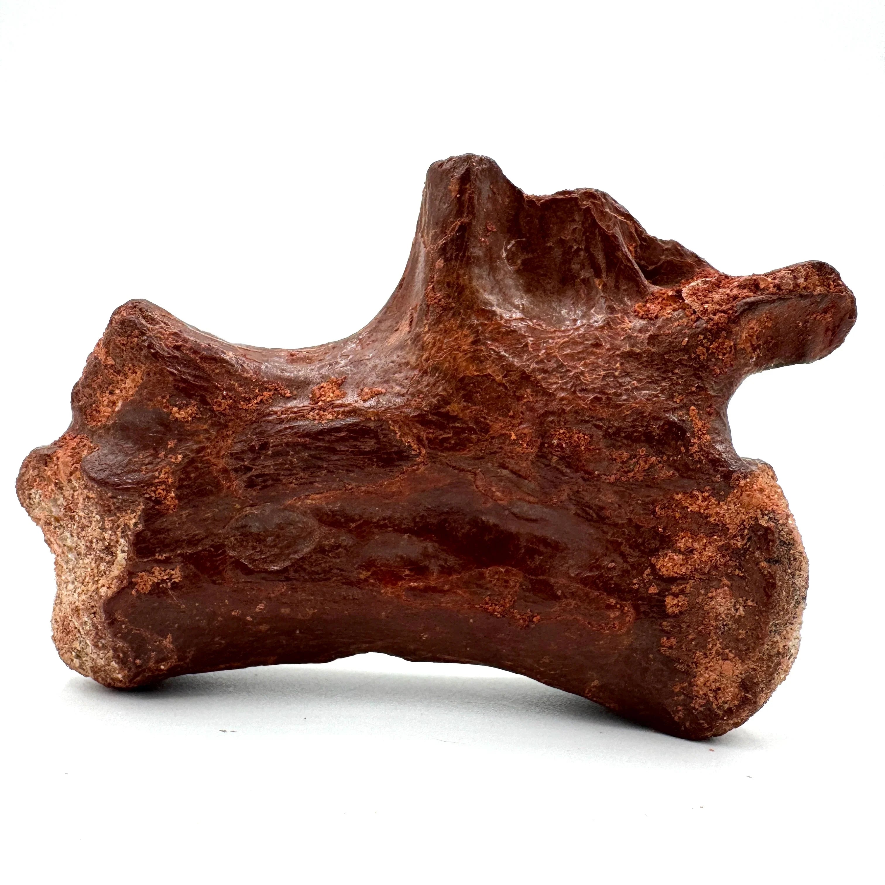 Crocodylomorph Fossils