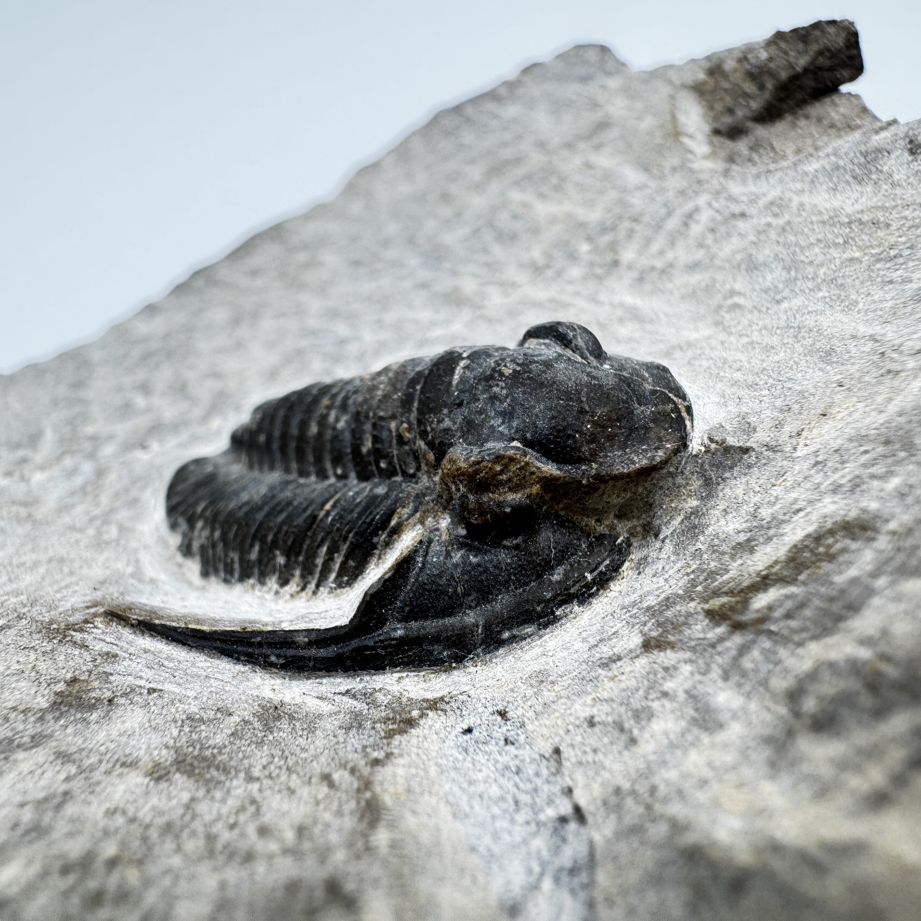 Cornuproetus - 1.03" (2.62cm)