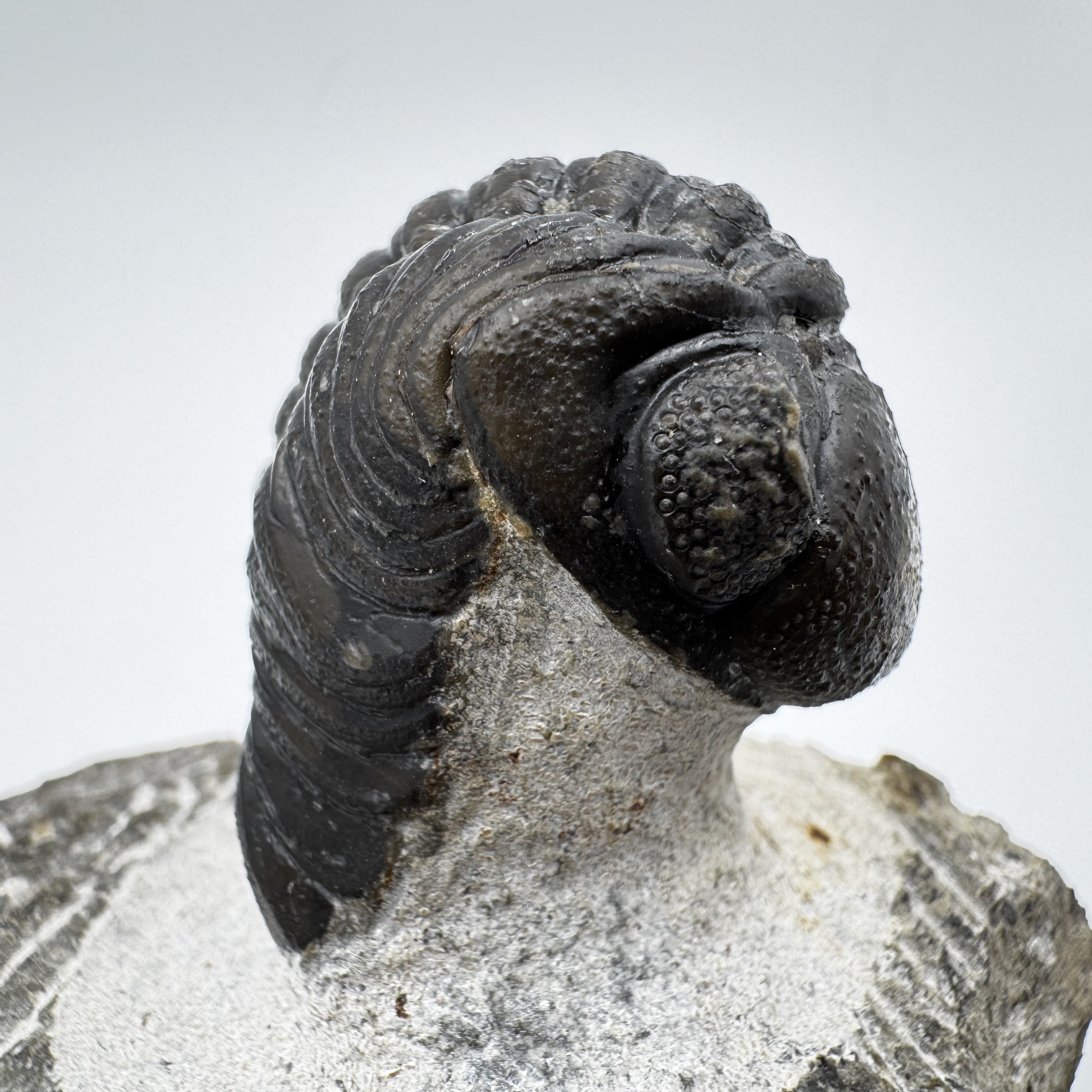 Standing Phacops - 1.47"(3.72 cm)