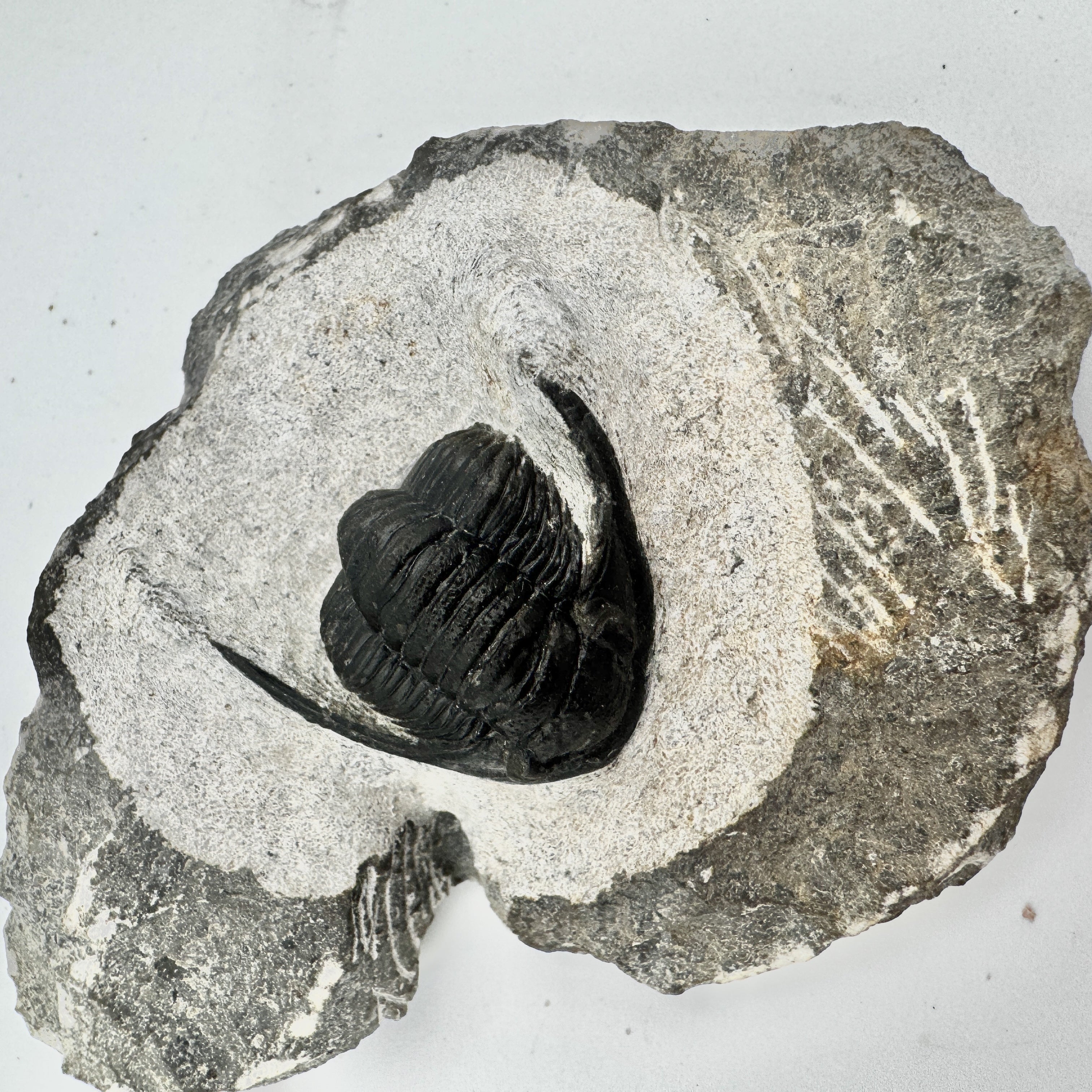 Cornuproetus - 1.49" (3.77cm)