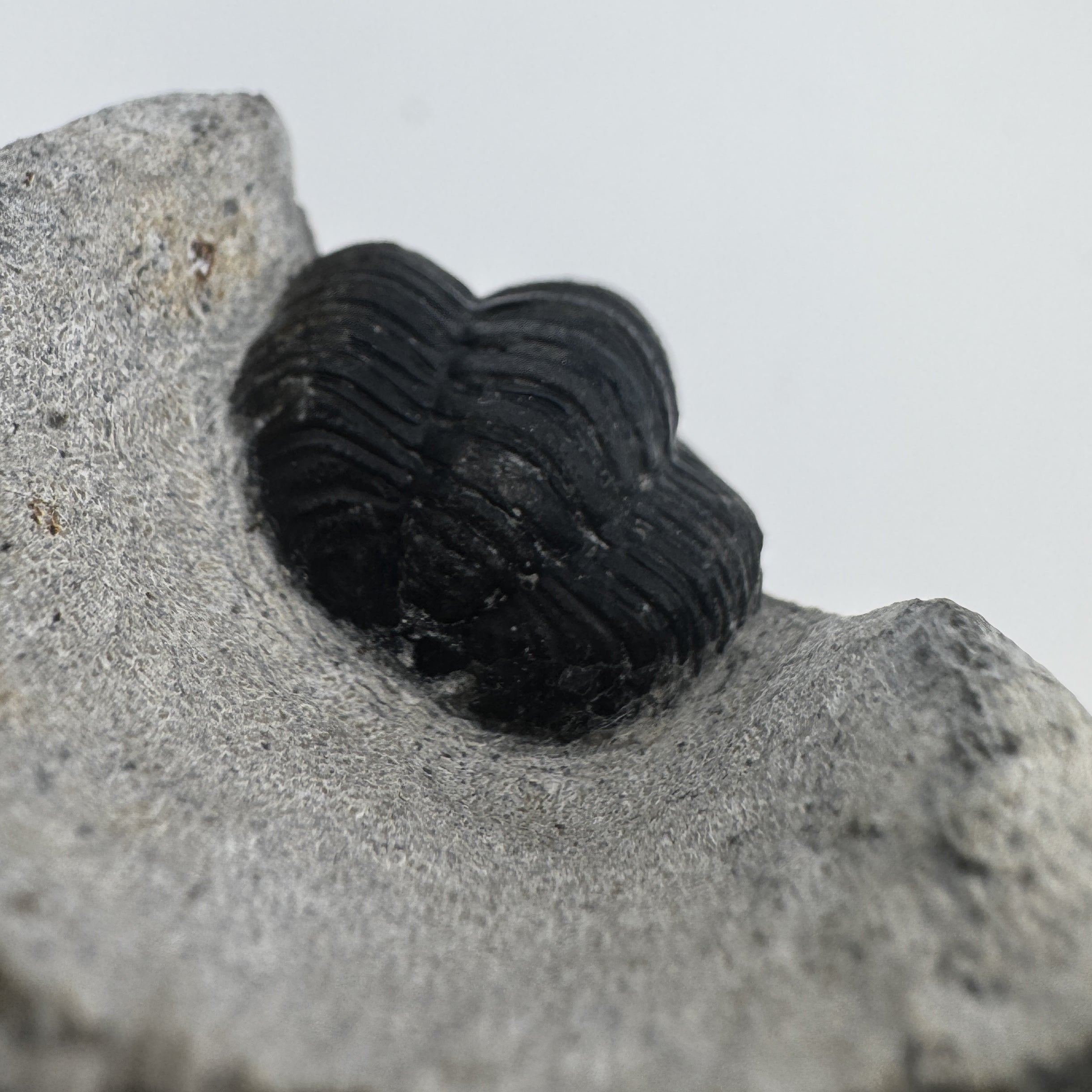 Cornuproetus - 1.49" (3.77cm)