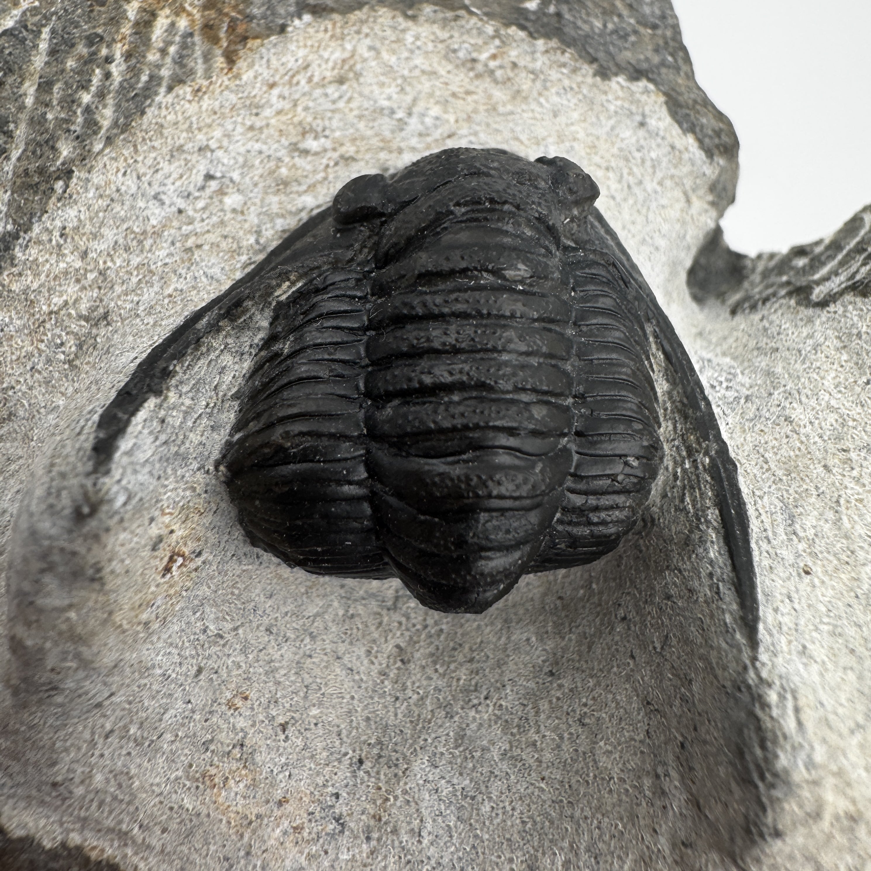 Cornuproetus - 1.49" (3.77cm)