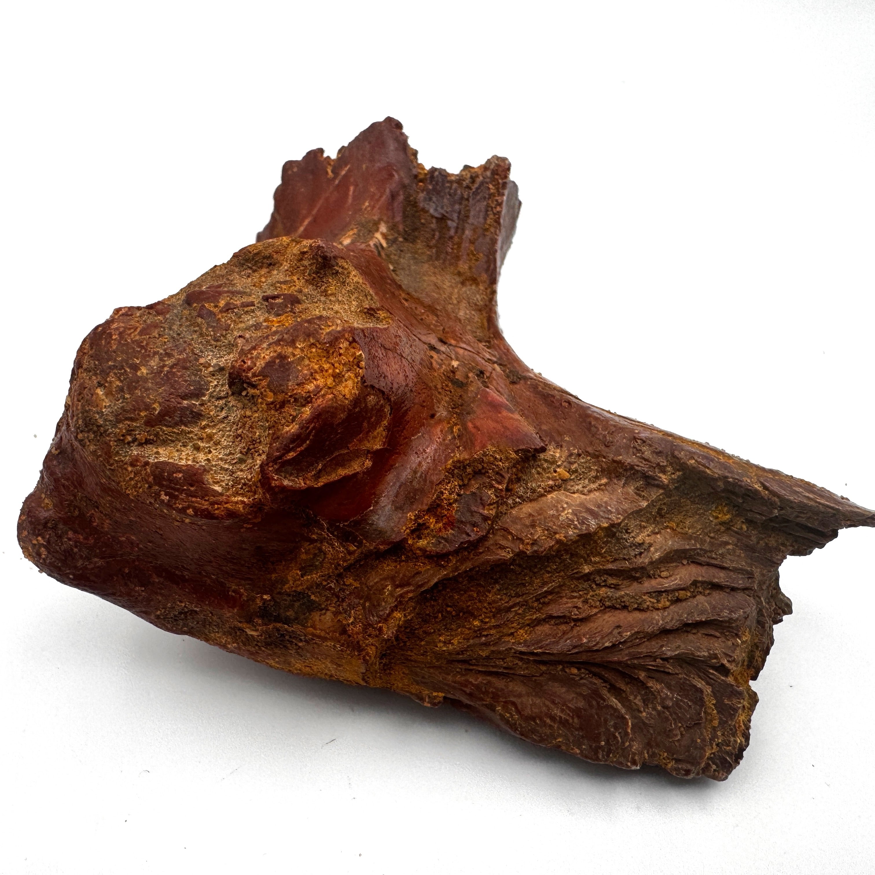 Crocodylomorph Bone - 3.3