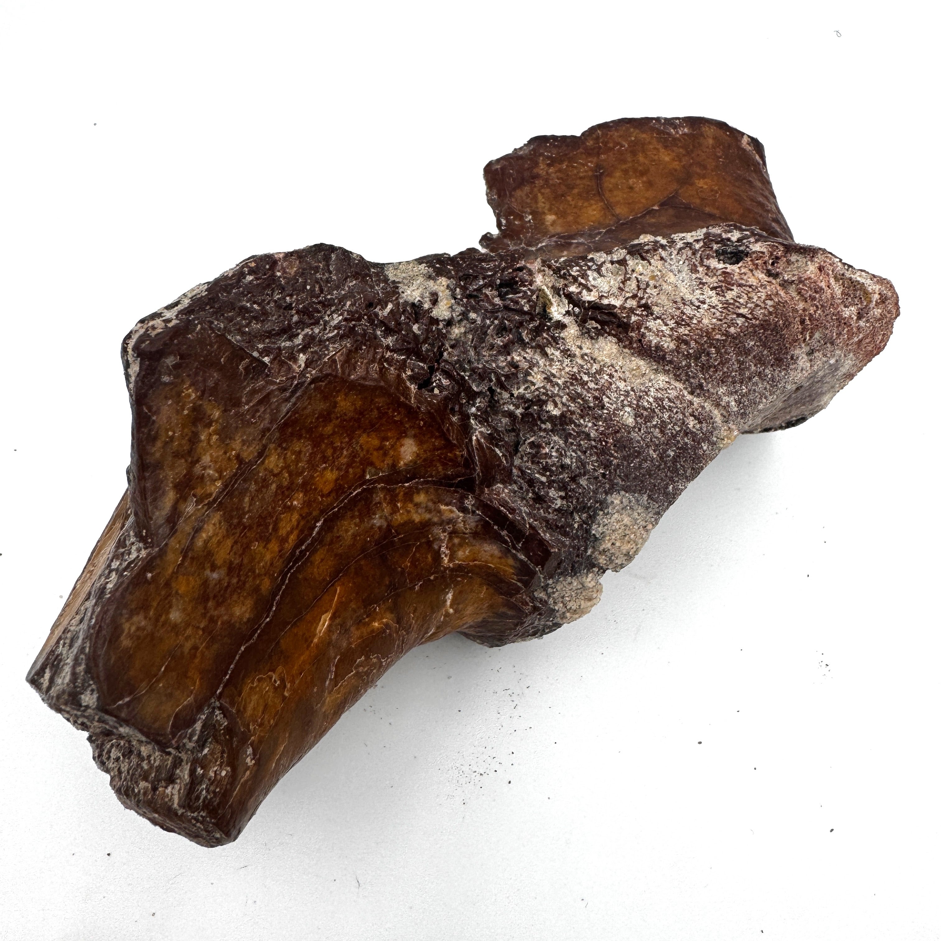 Theropod Joint Bone - 6" (15.3 cm)
