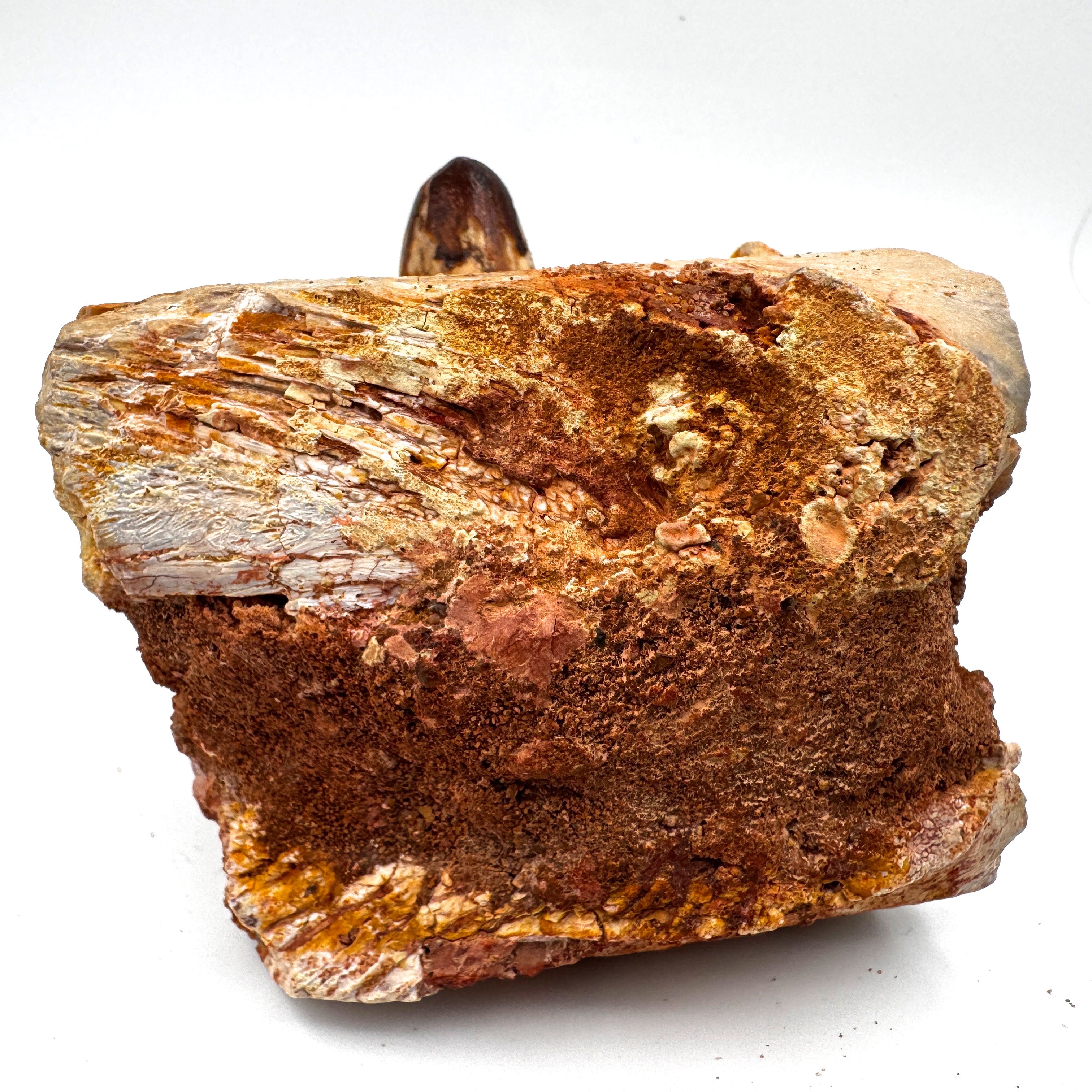 Elosuchus(?) Jaw - 3.14" (8 cm)