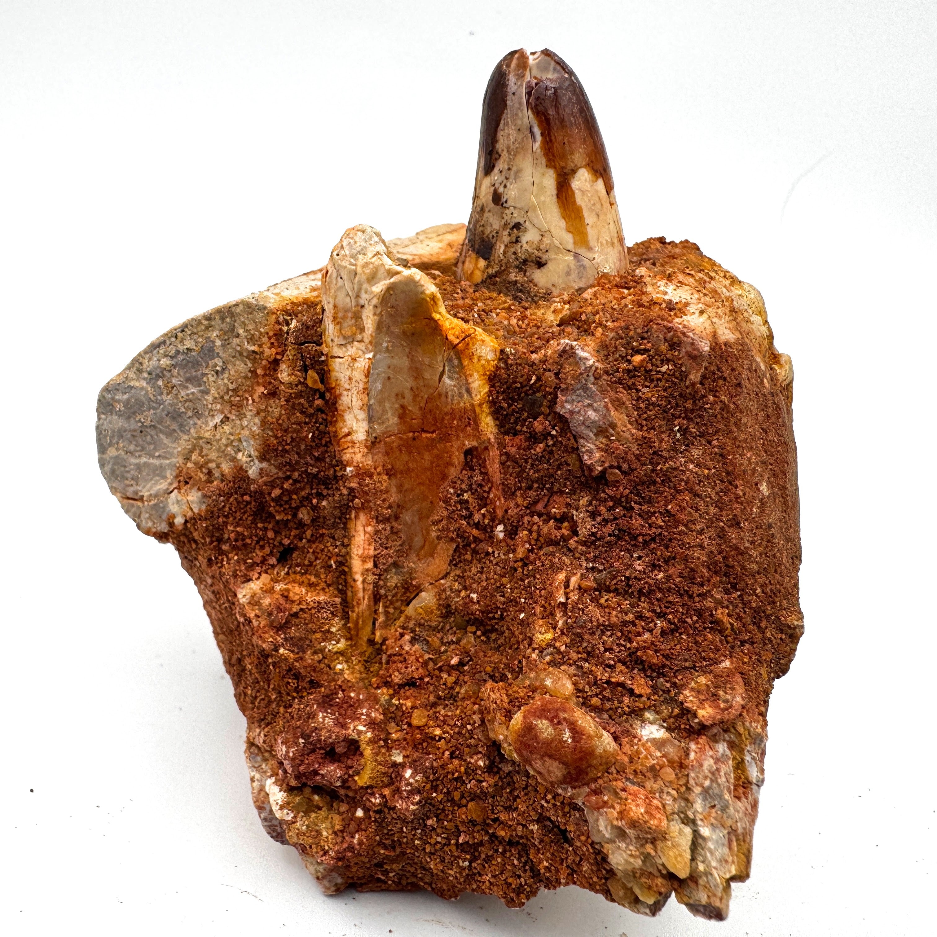 Elosuchus(?) Jaw - 3.14" (8 cm)