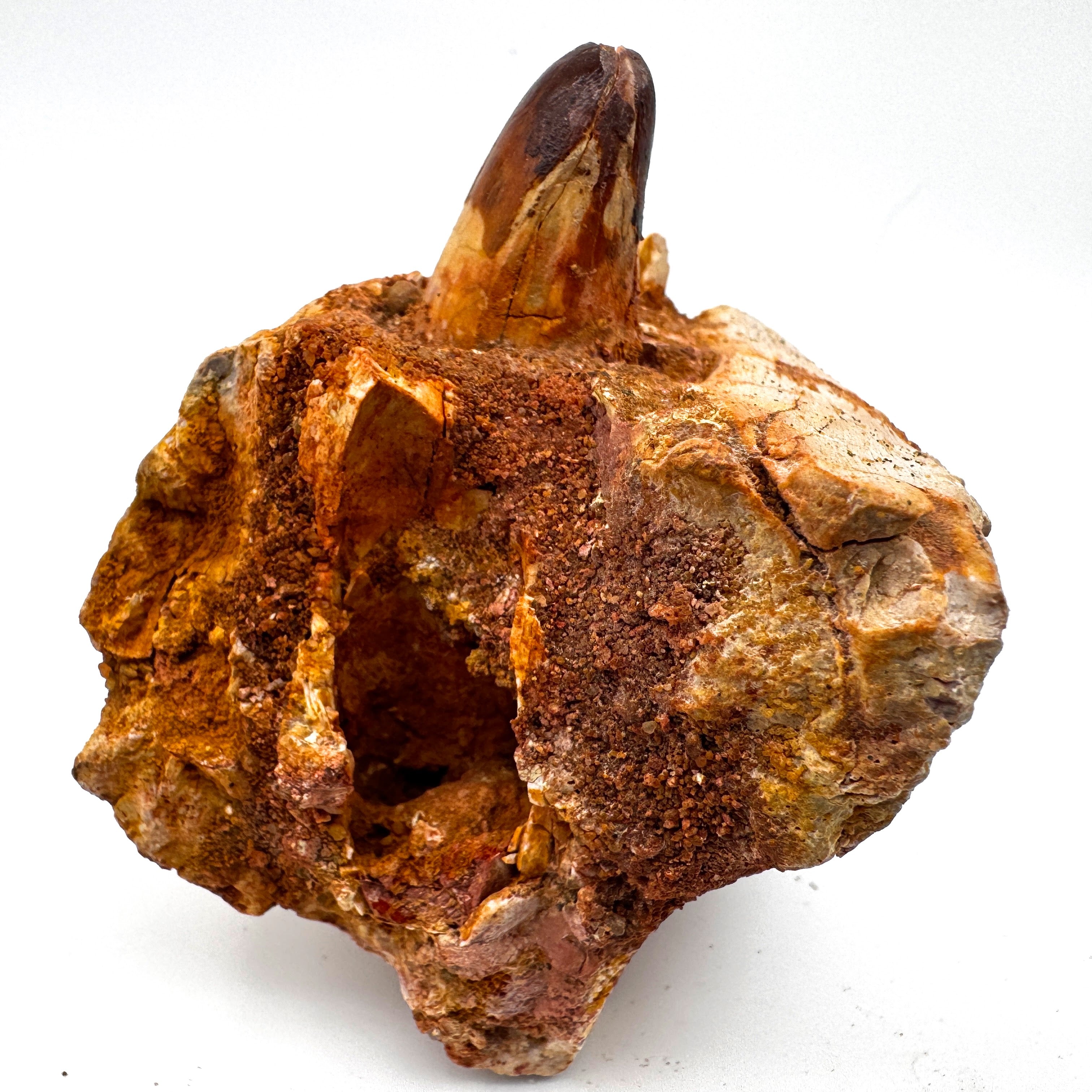 Elosuchus(?) Jaw - 3.14" (8 cm)