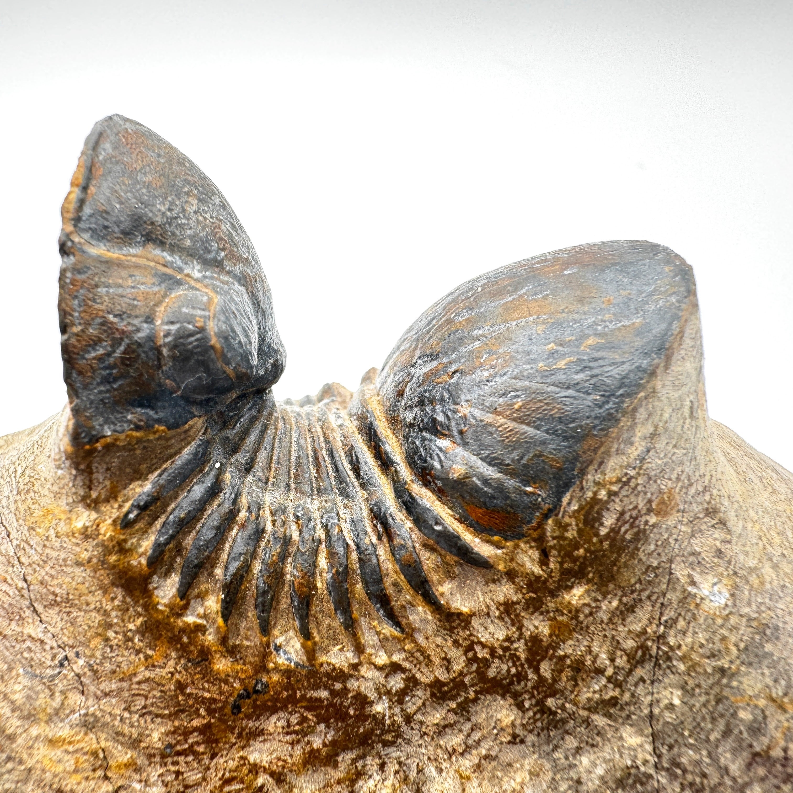 Paralejurus - 2.7" (6.8 cm)