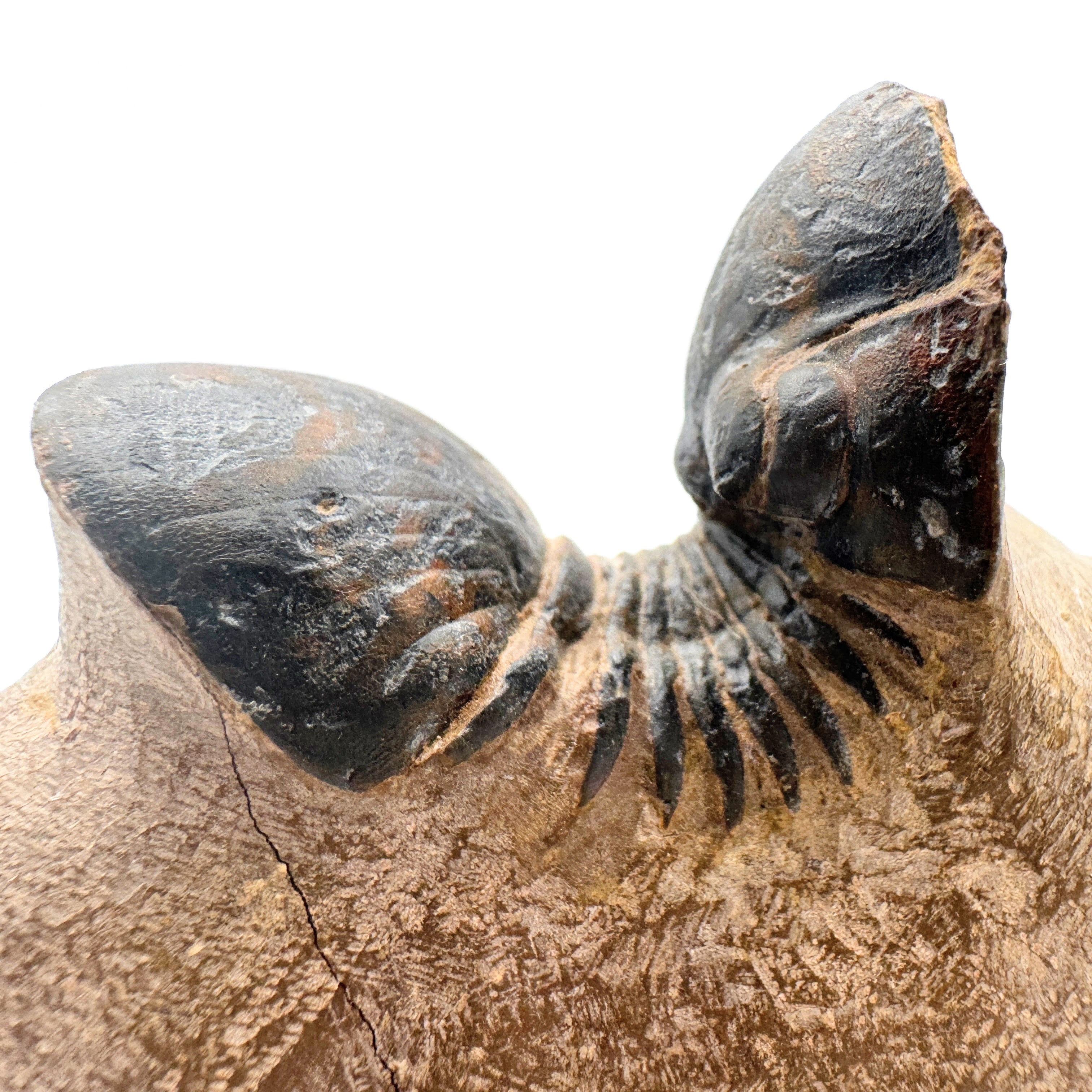 Paralejurus - 2.7" (6.8 cm)