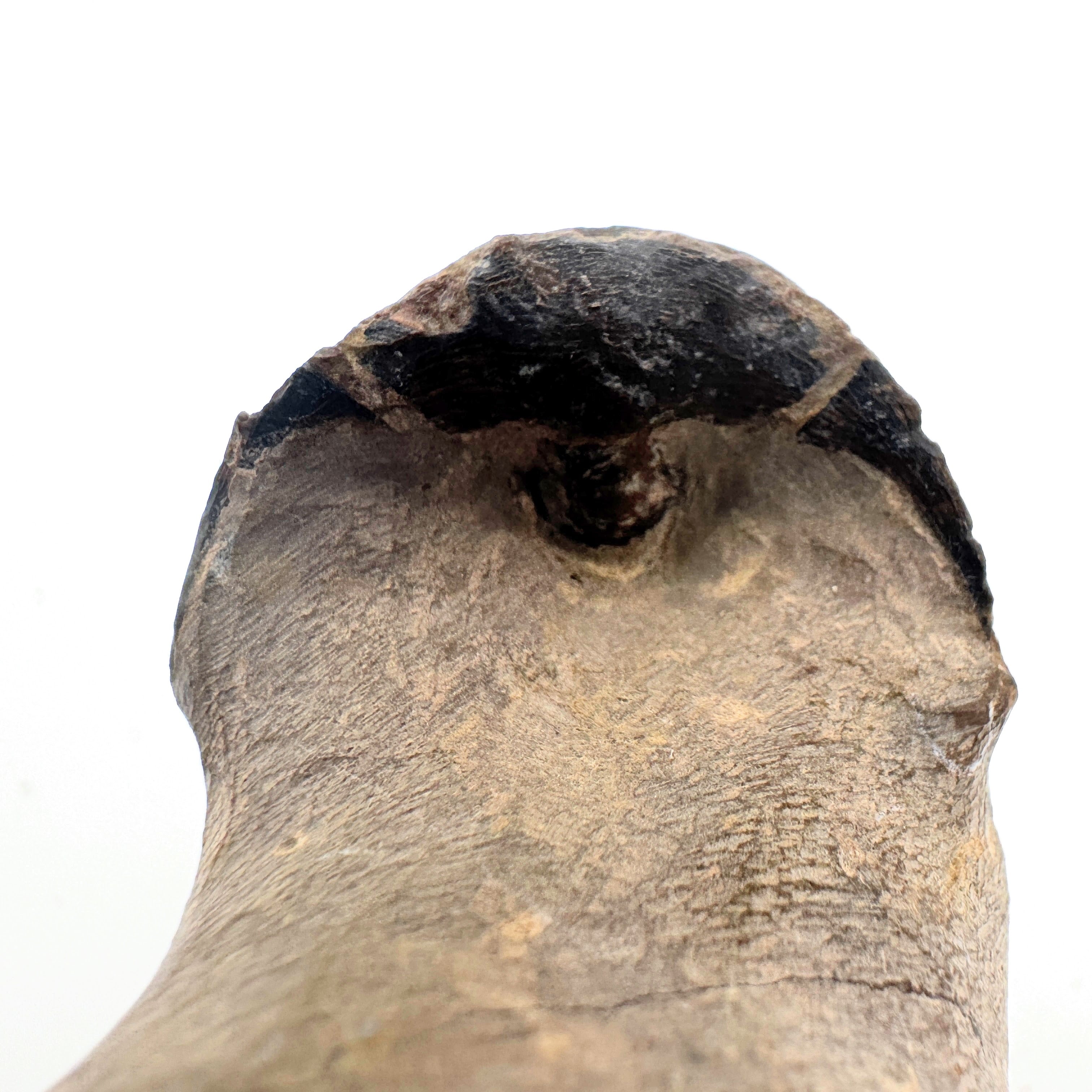 Paralejurus - 2.7" (6.8 cm)