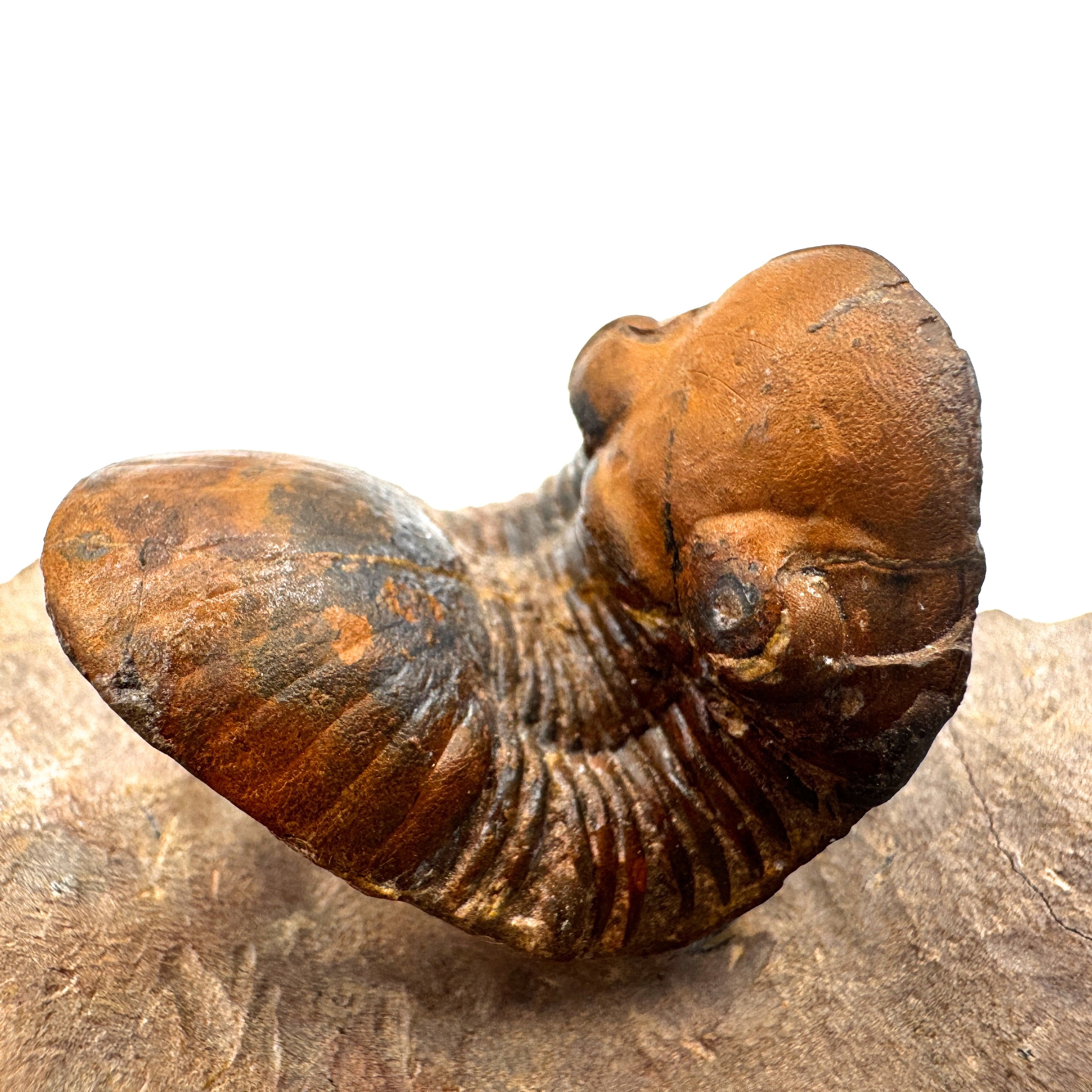 Paralejurus - 2.0" (5.0 cm)