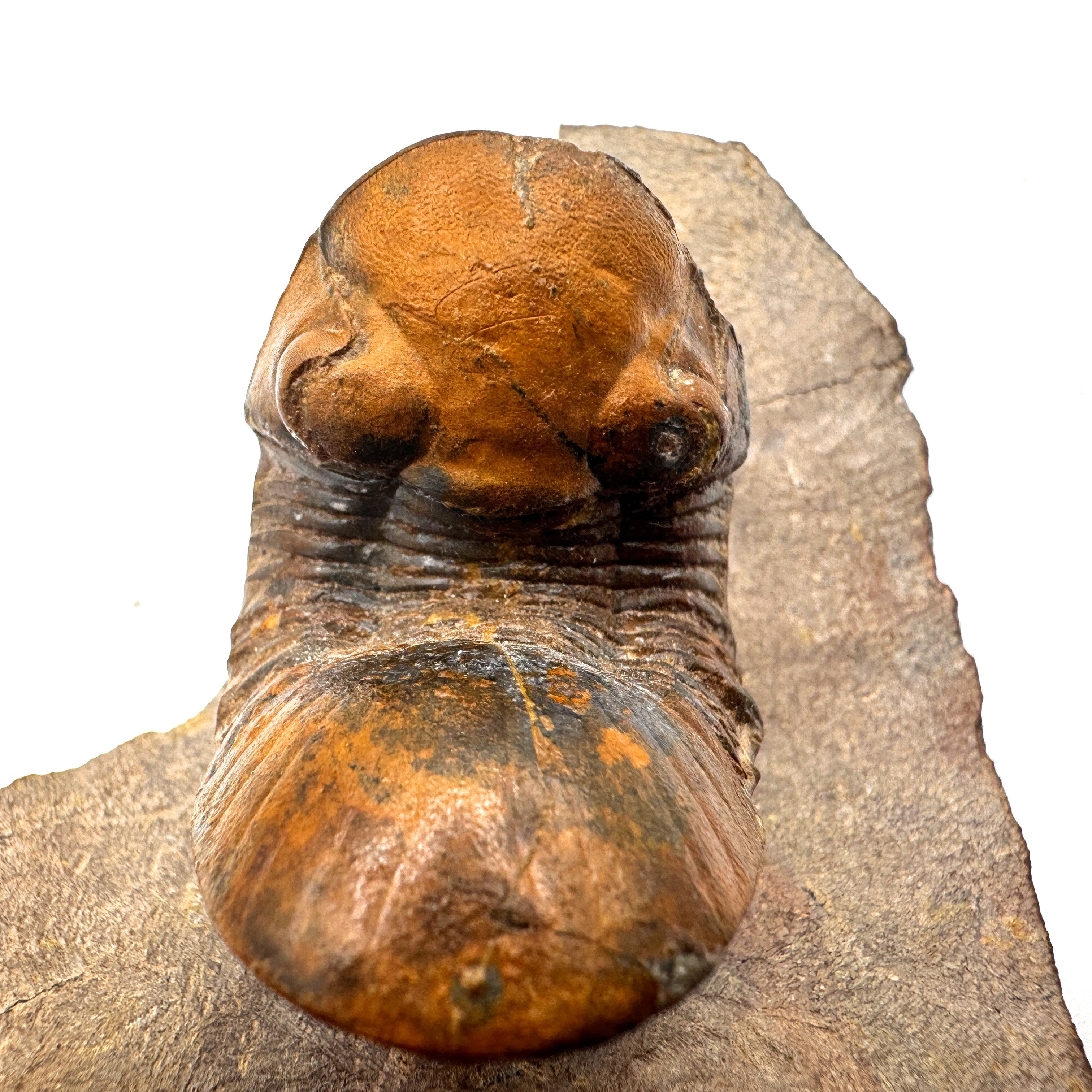 Paralejurus - 2.0" (5.0 cm)