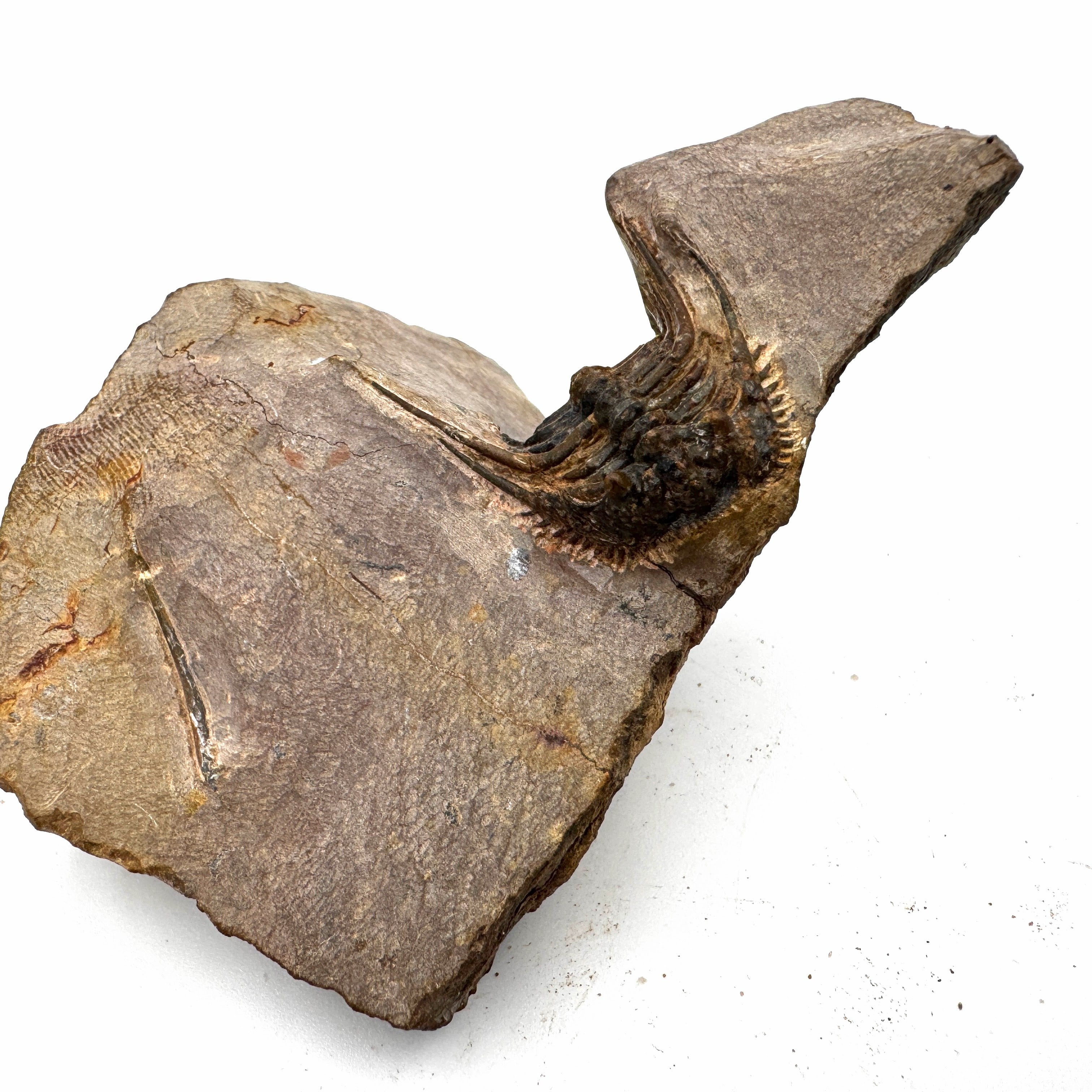 Leonaspis - 1.17" (2.97 cm)