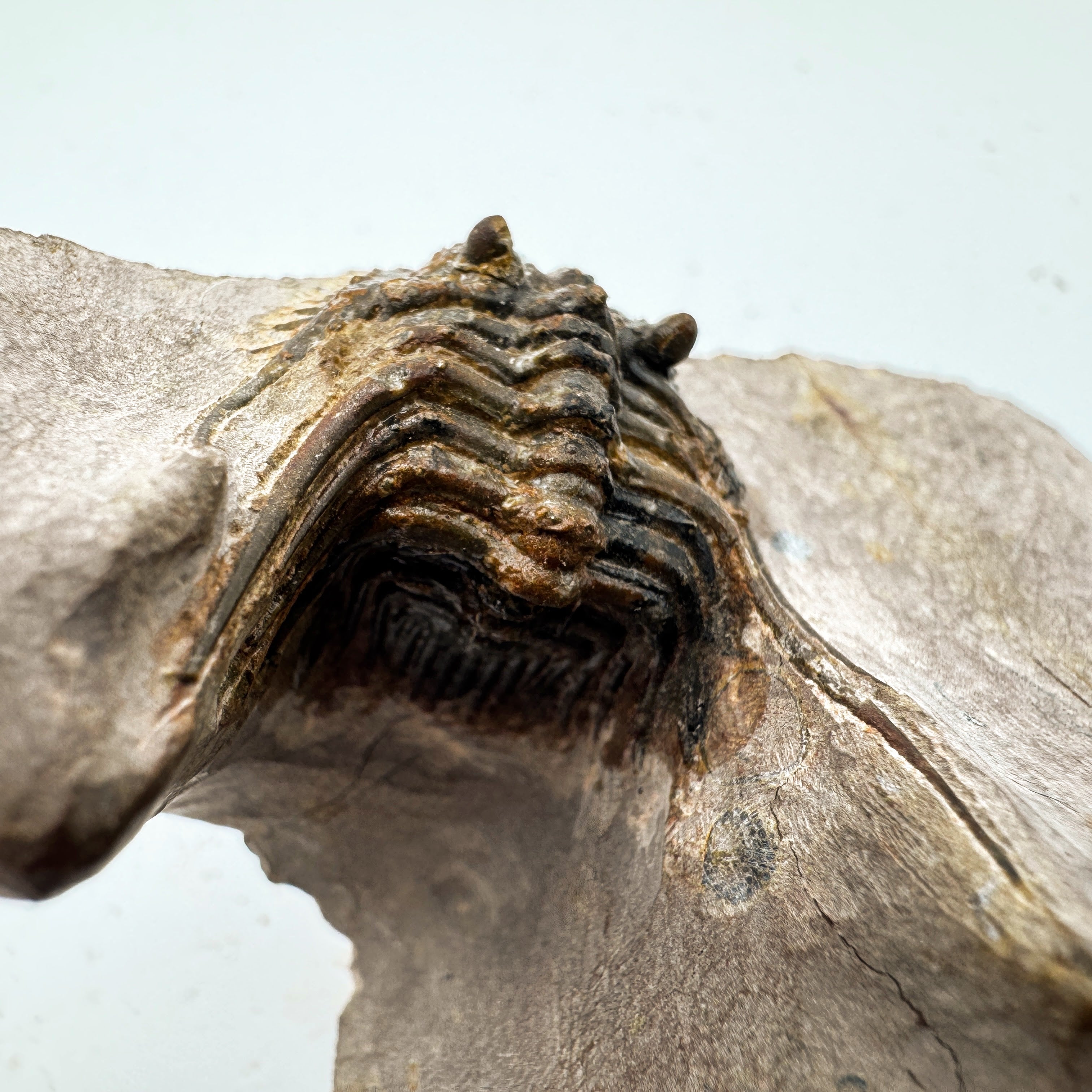 Leonaspis - 1.17" (2.97 cm)