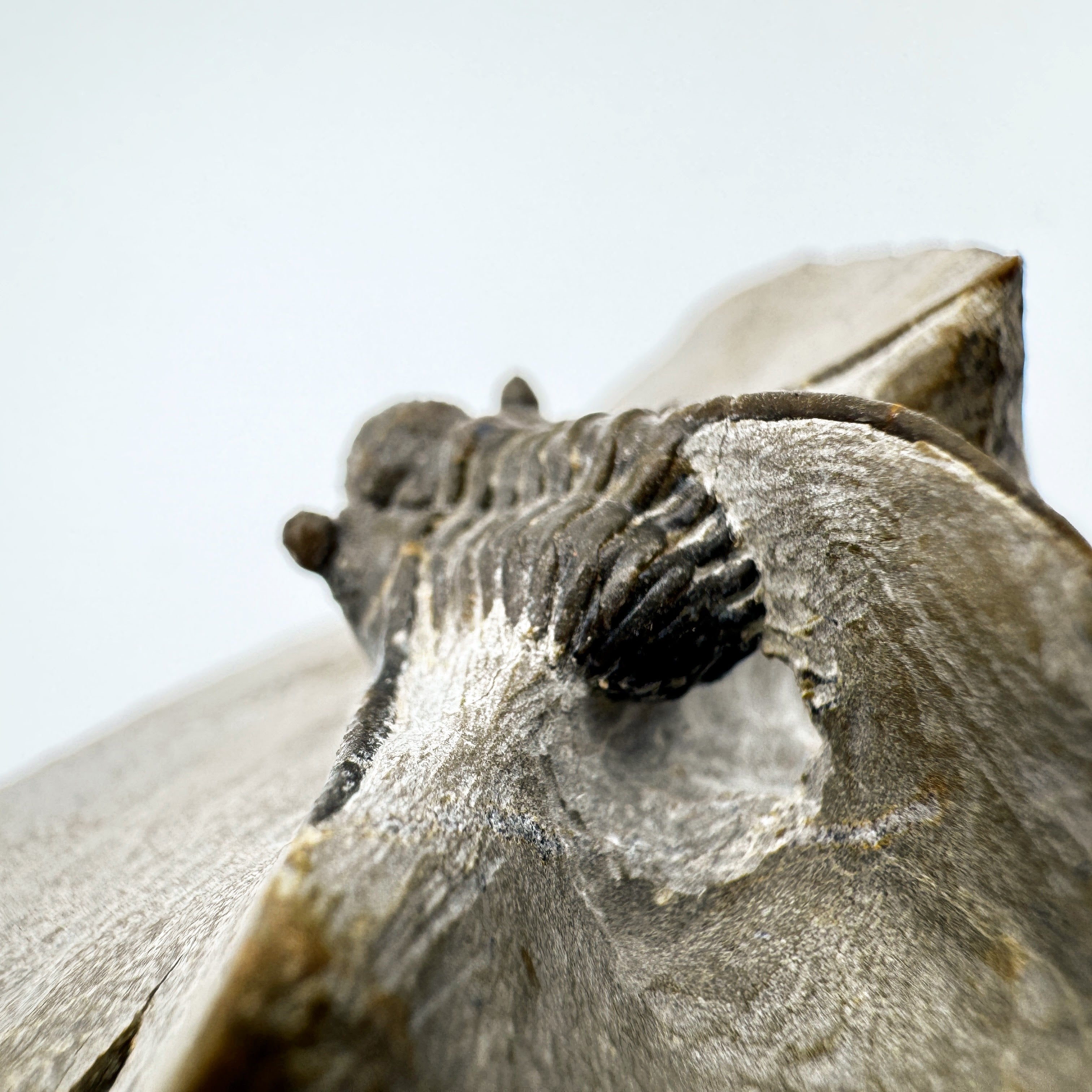 Cyphaspis - .87" (2.2 cm)