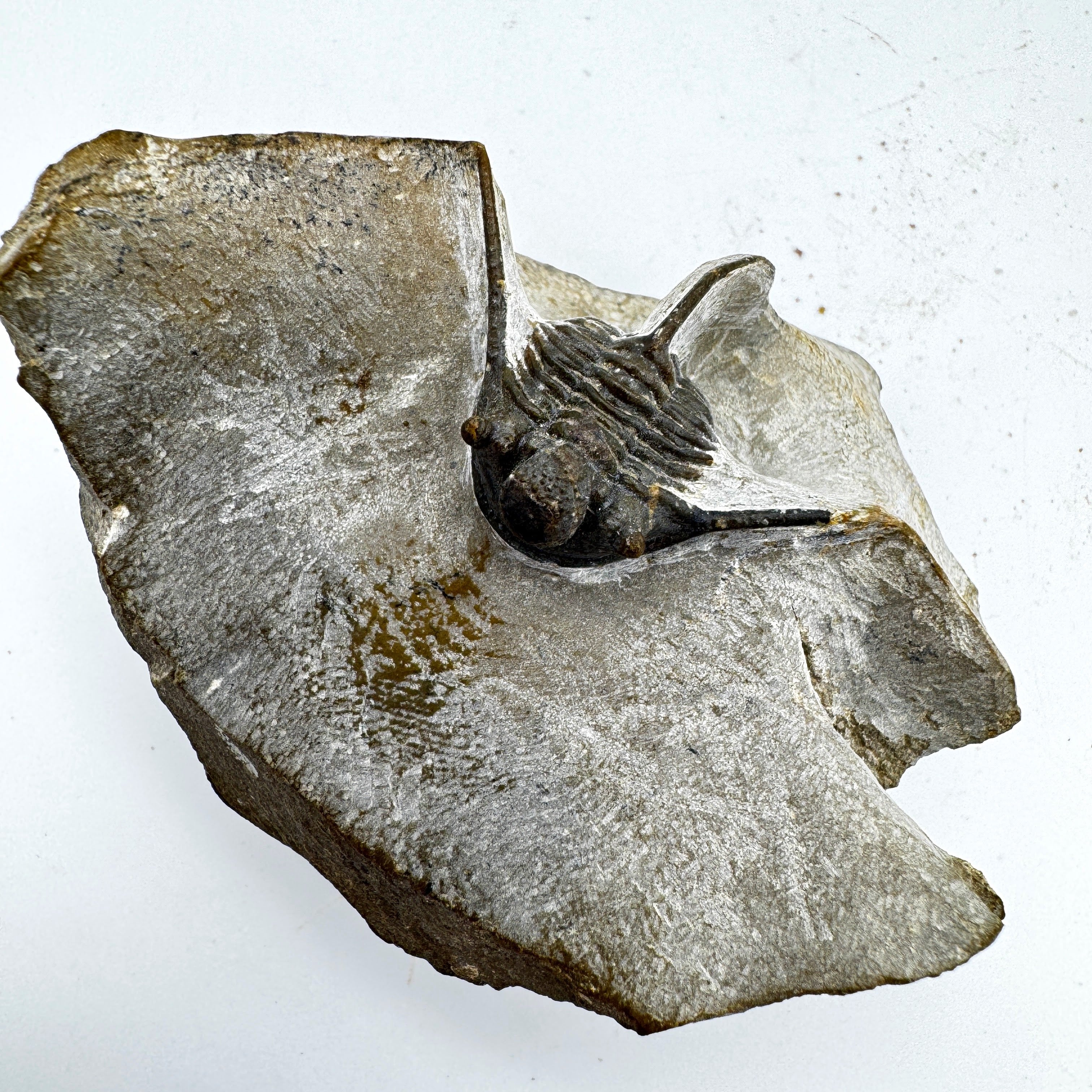 Cyphaspis - .87" (2.2 cm)