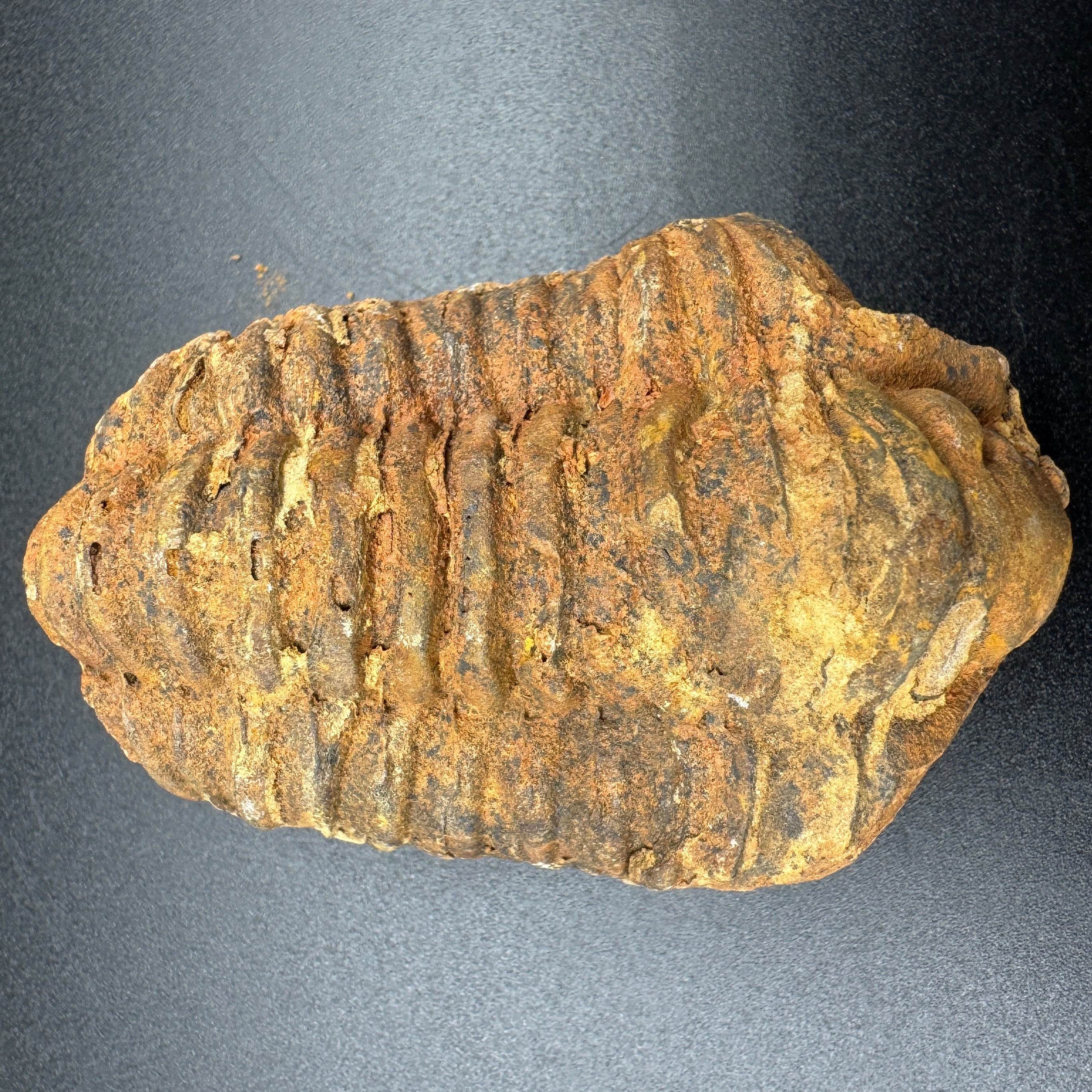 Calymene (Colpocoryphe) Trilobites -- 2-3"