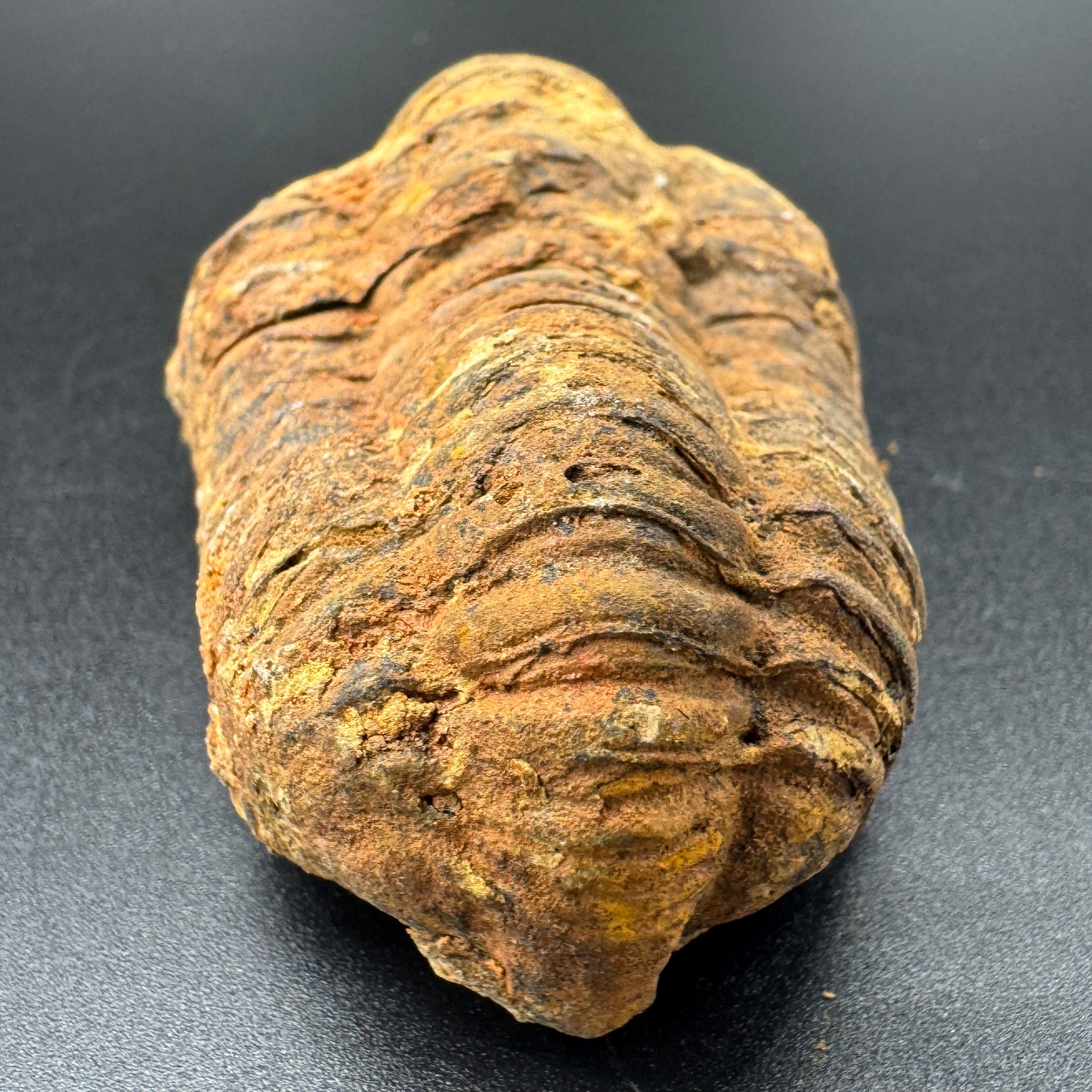 Calymene (Colpocoryphe) Trilobites -- 2-3"