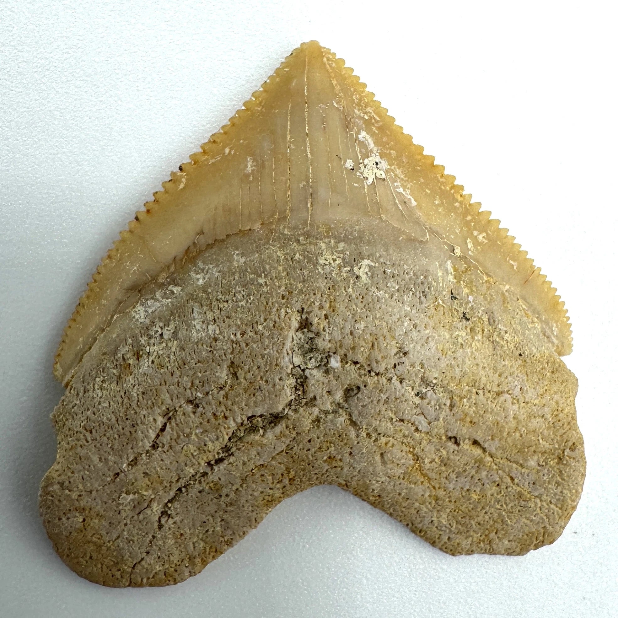 Squalicorax Shark Teeth