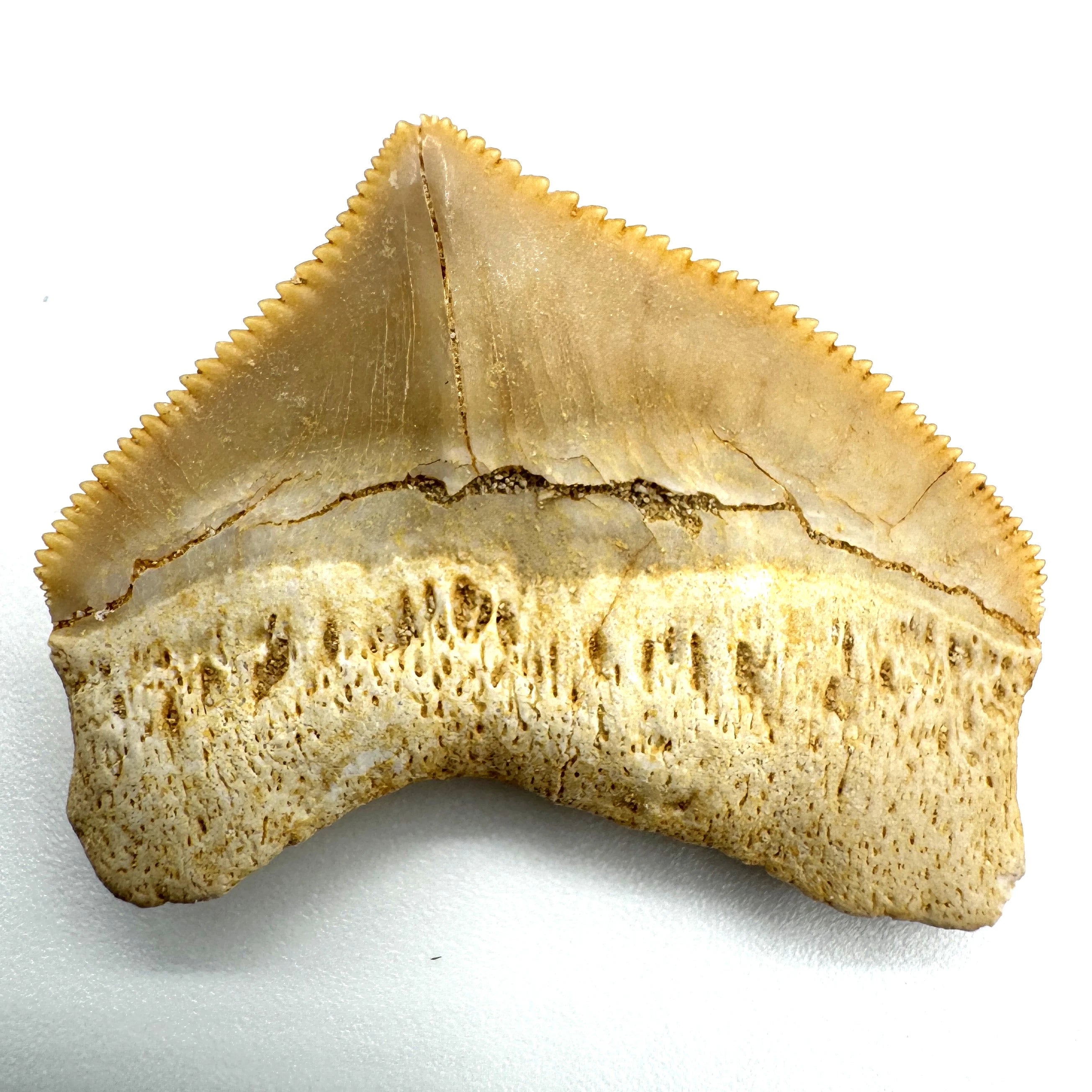 Squalicorax Shark Teeth