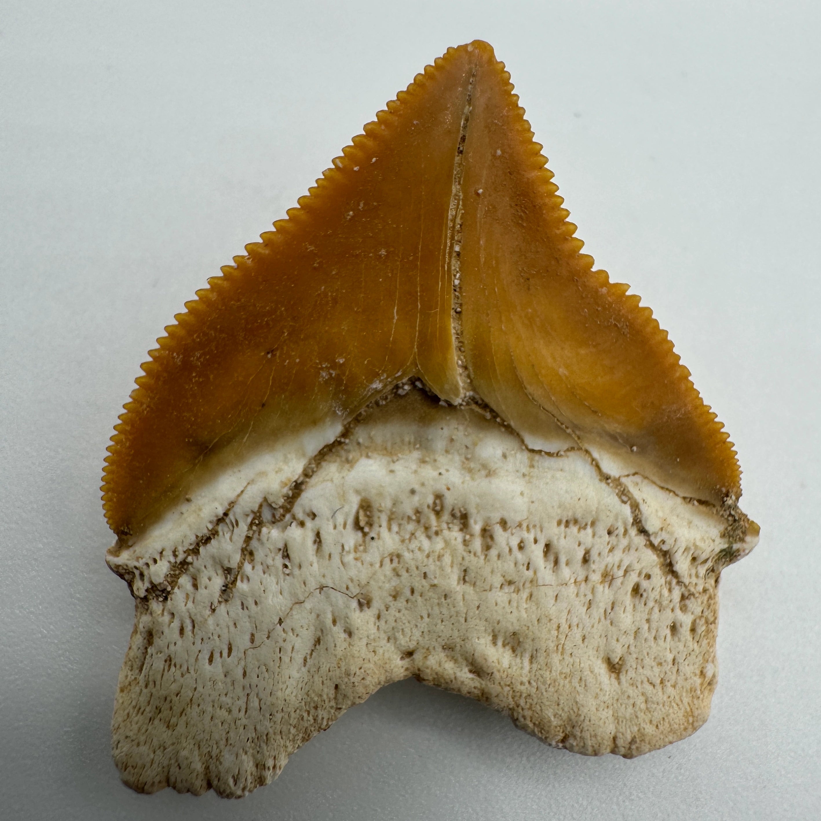 Squalicorax Shark Teeth