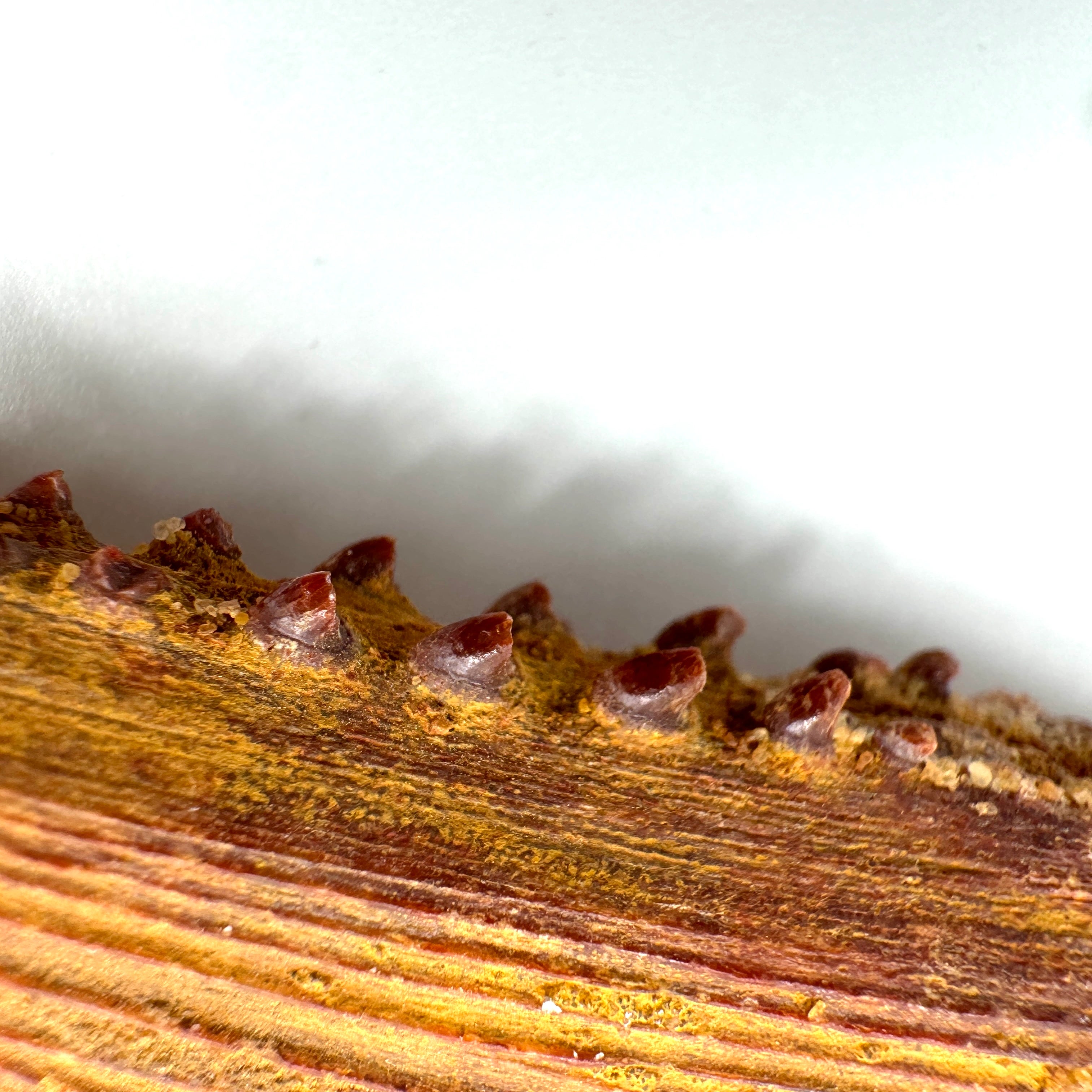 Hybodus Shark Dorsal Spine -- 6.5