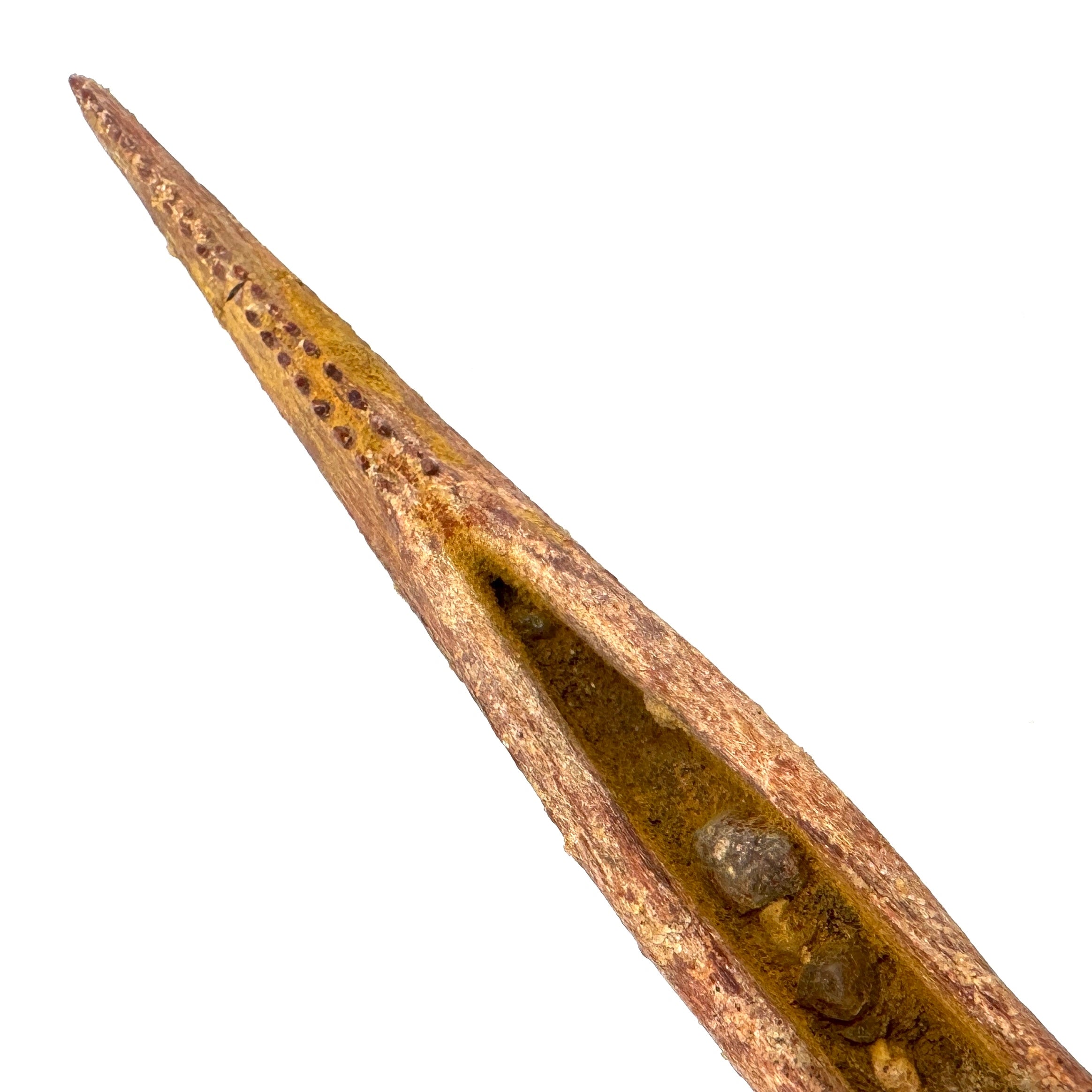 Hybodus Shark Dorsal Spine -- 6.5" (16.5 cm)