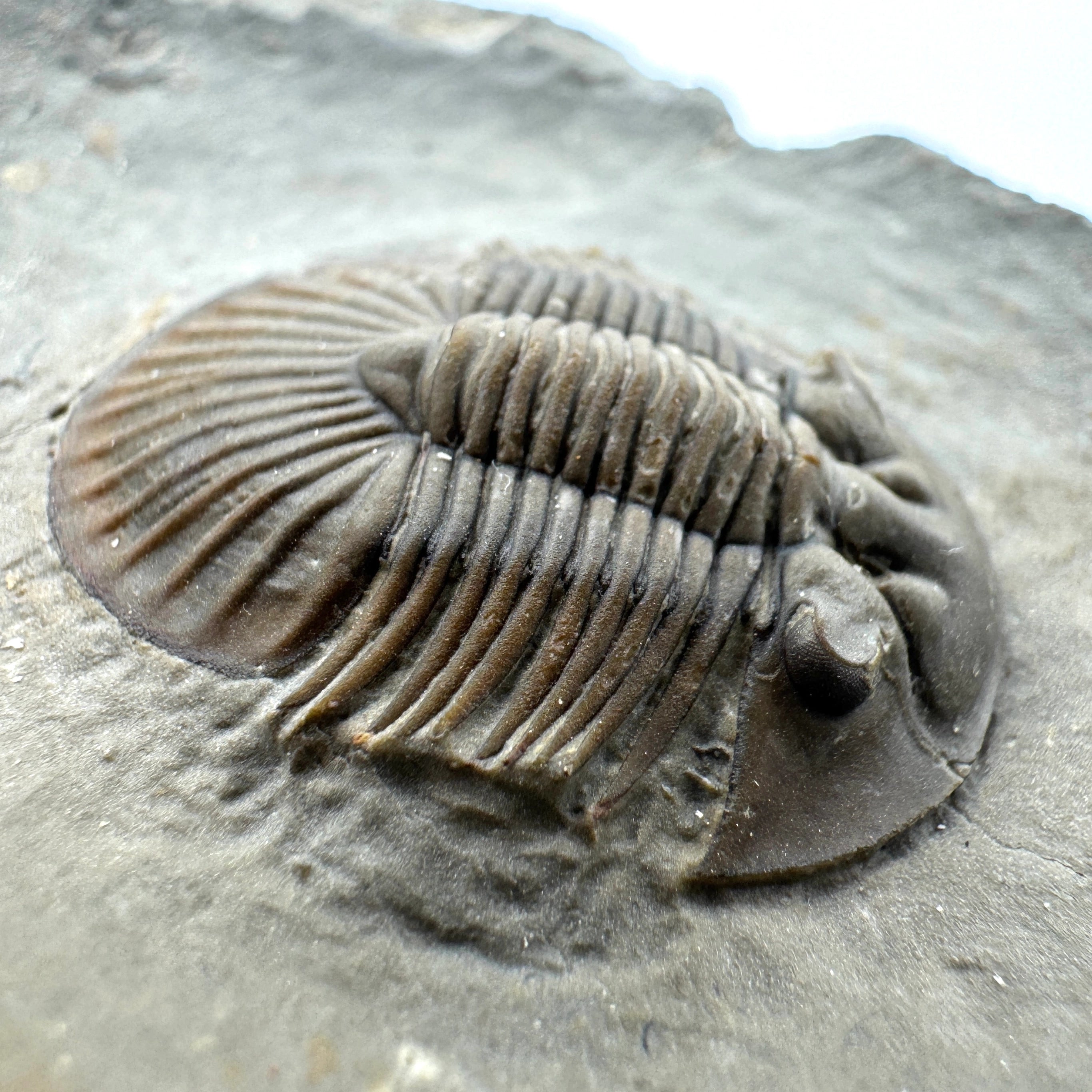 Scabriscutellum Trilobite -- 1" (2.5 cm)