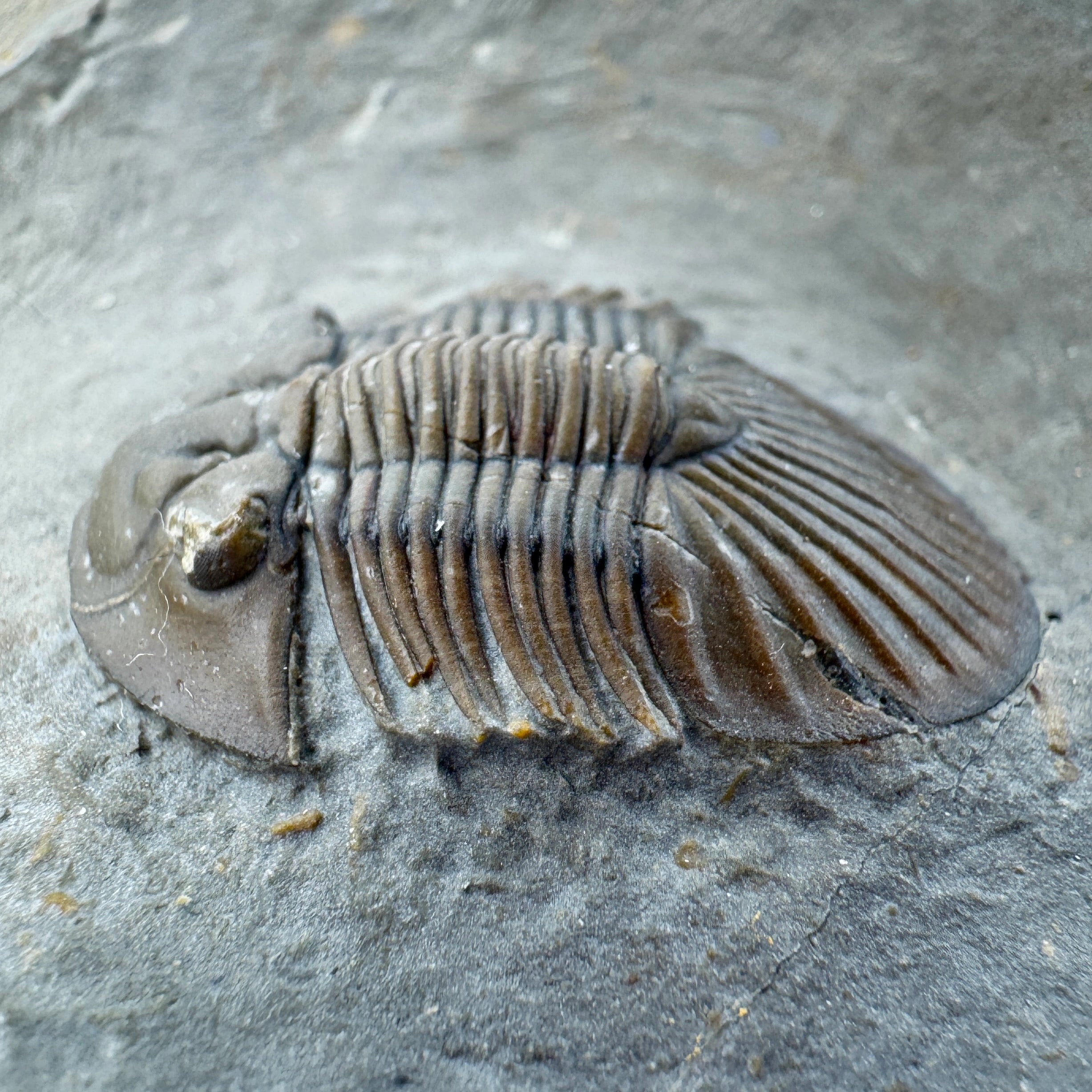 Scabriscutellum Trilobite -- 1