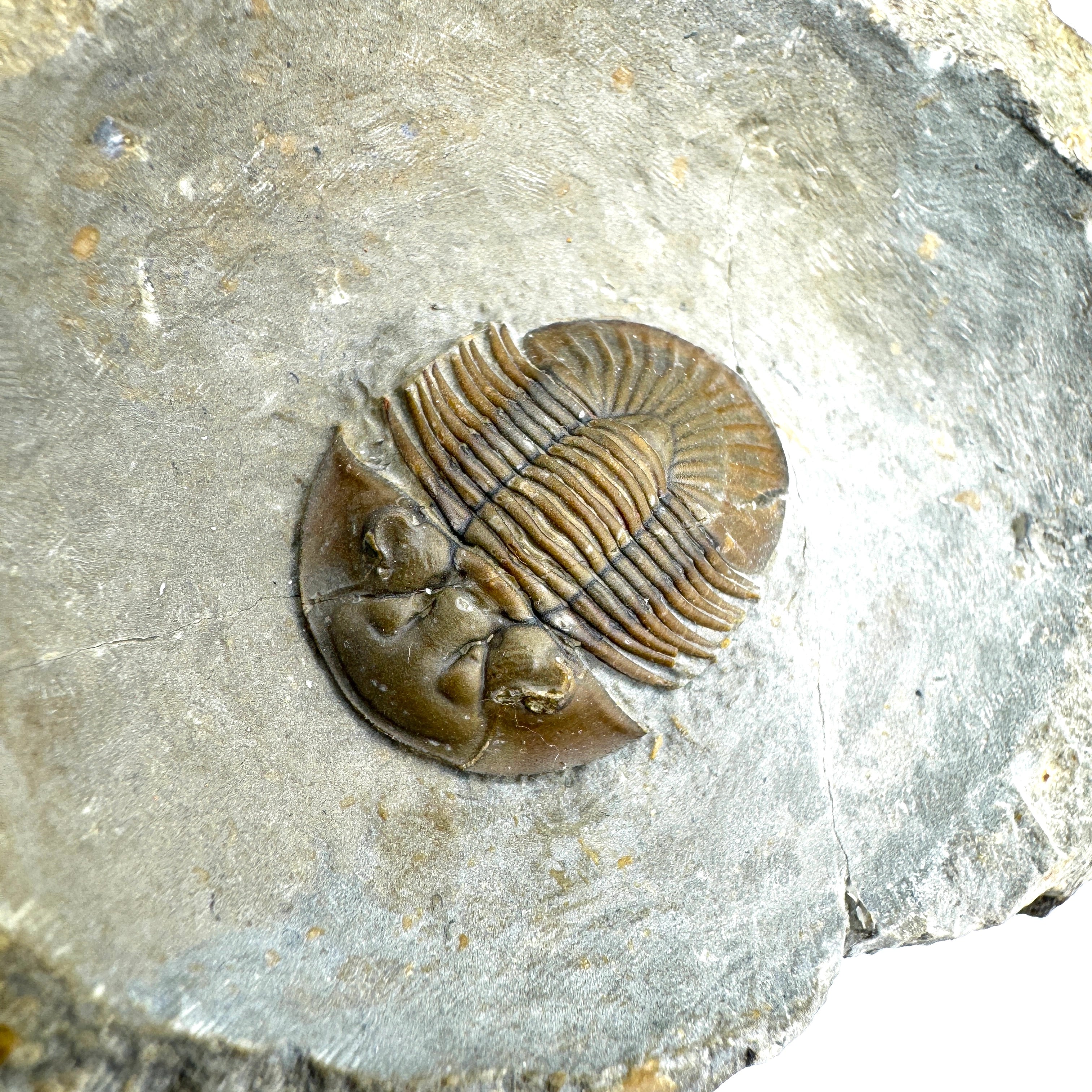 Scabriscutellum Trilobite -- 1" (2.5 cm)