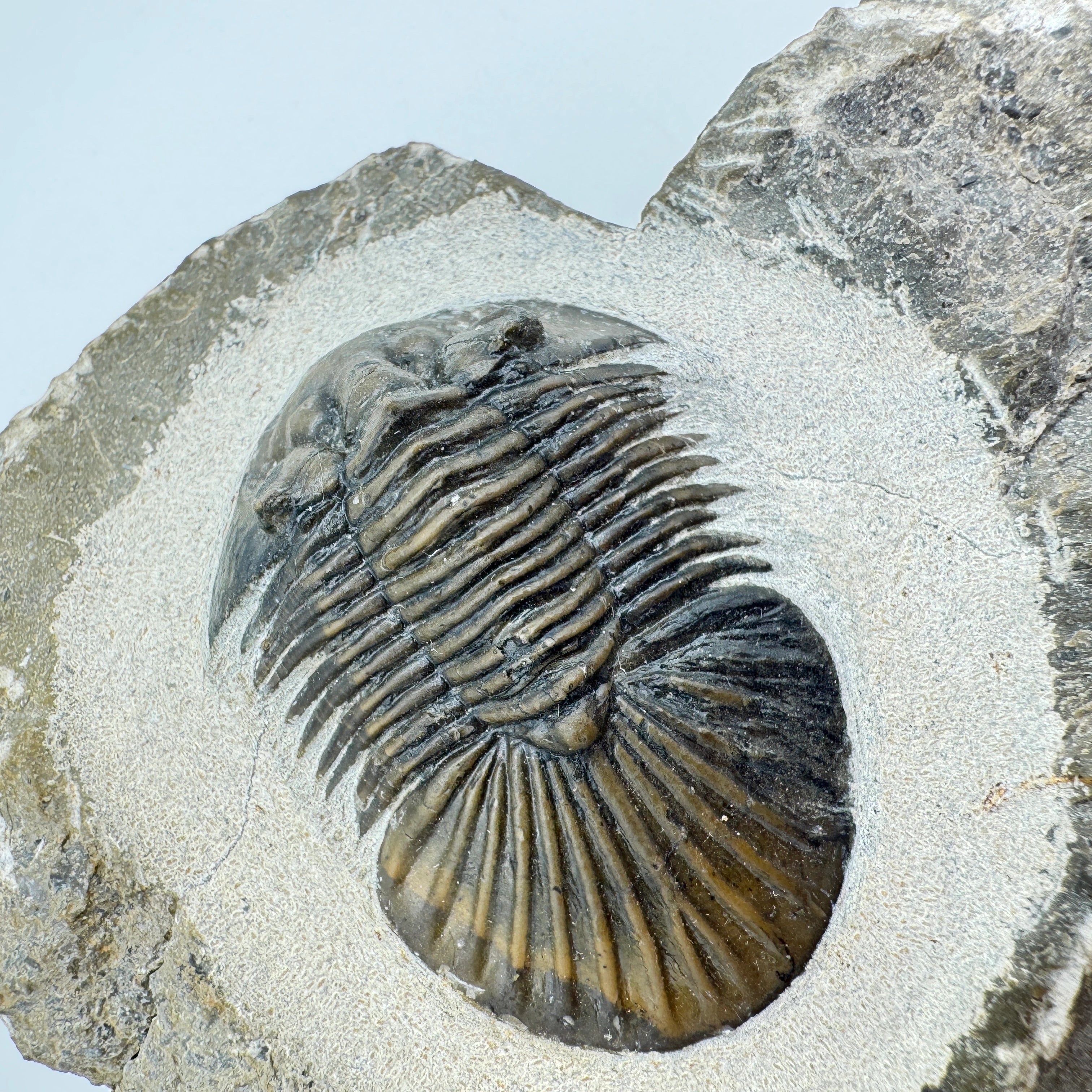 Scabriscutellum Trilobite -- 1.6