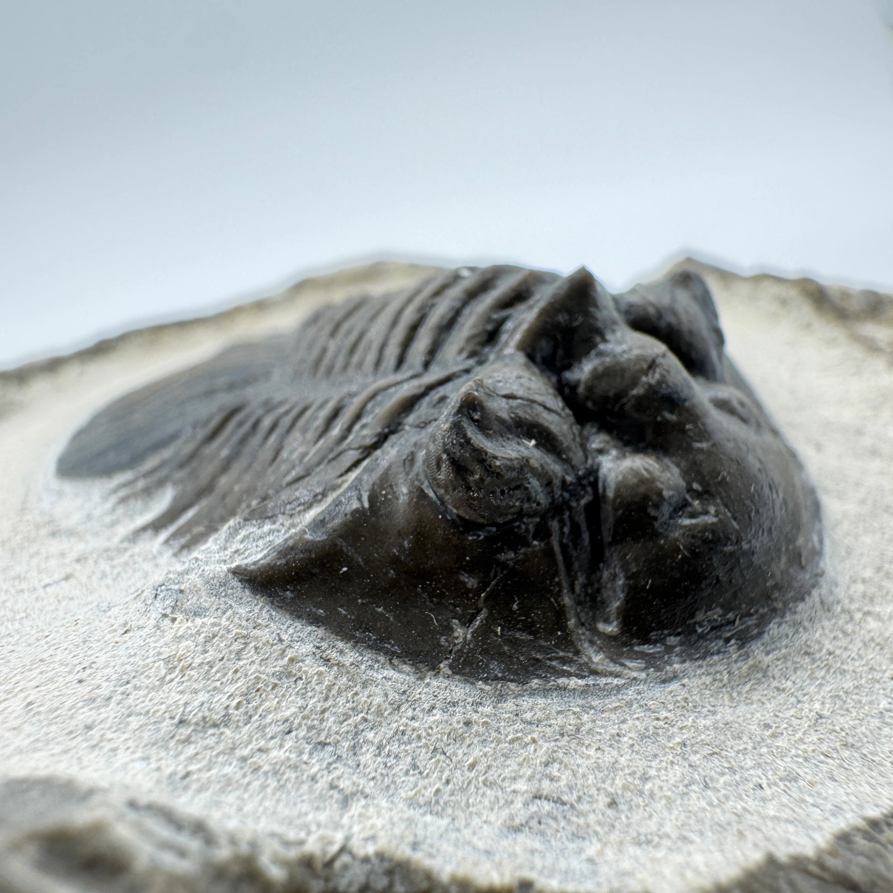 Scabriscutellum Trilobite -- 1.6" (4 cm)