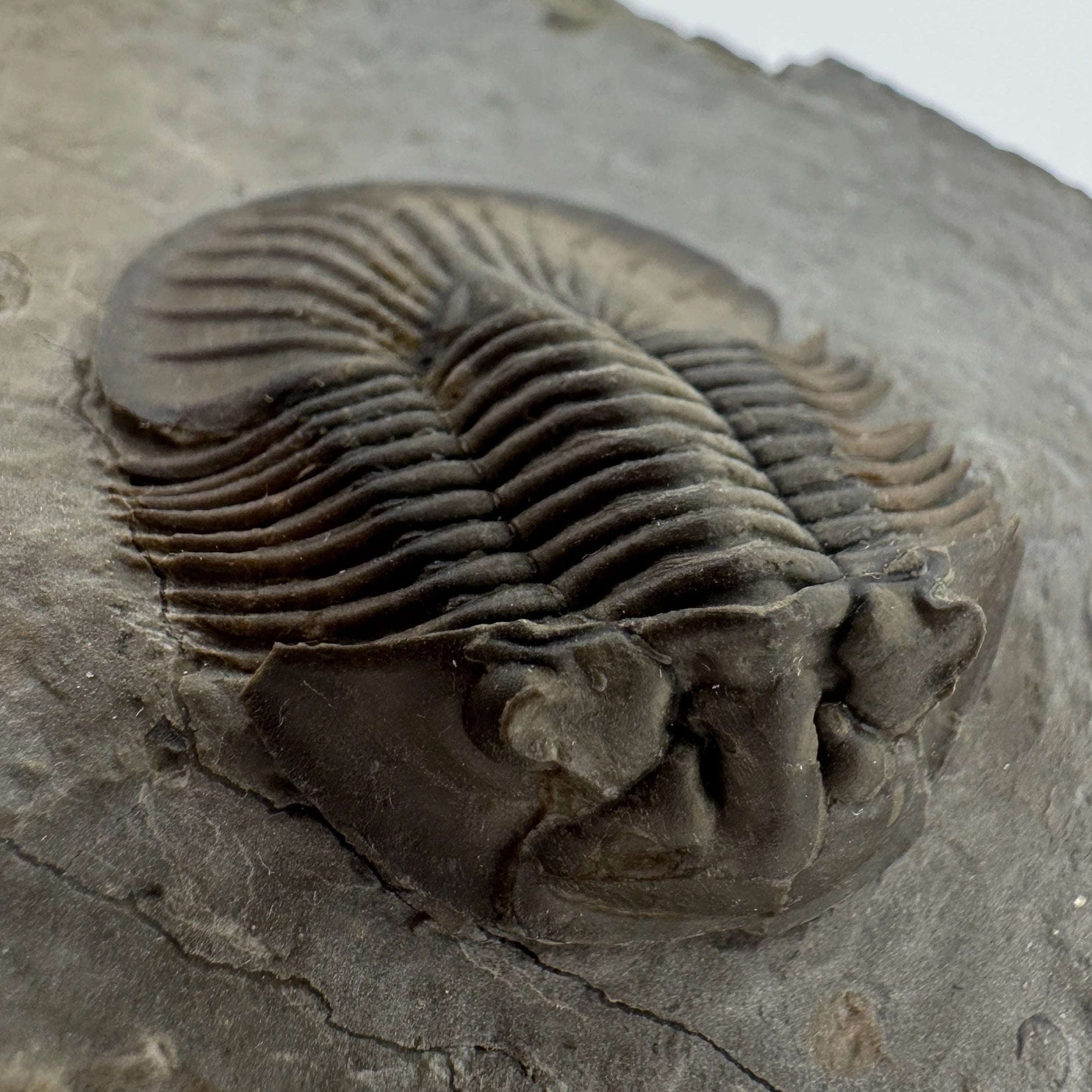 Scabriscutellum Trilobite -- 1.8