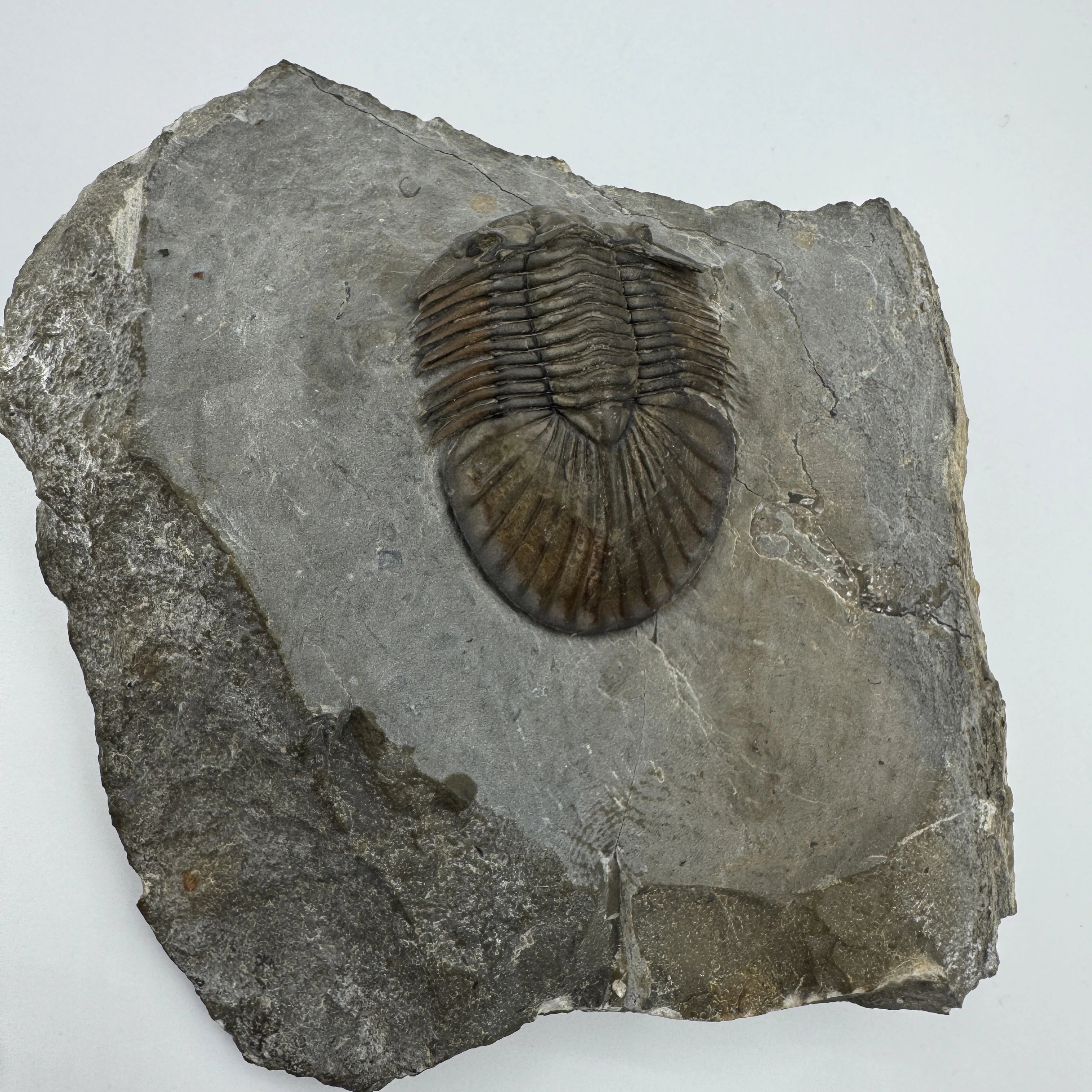 Scabriscutellum Trilobite -- 1.8" (4.5 cm)