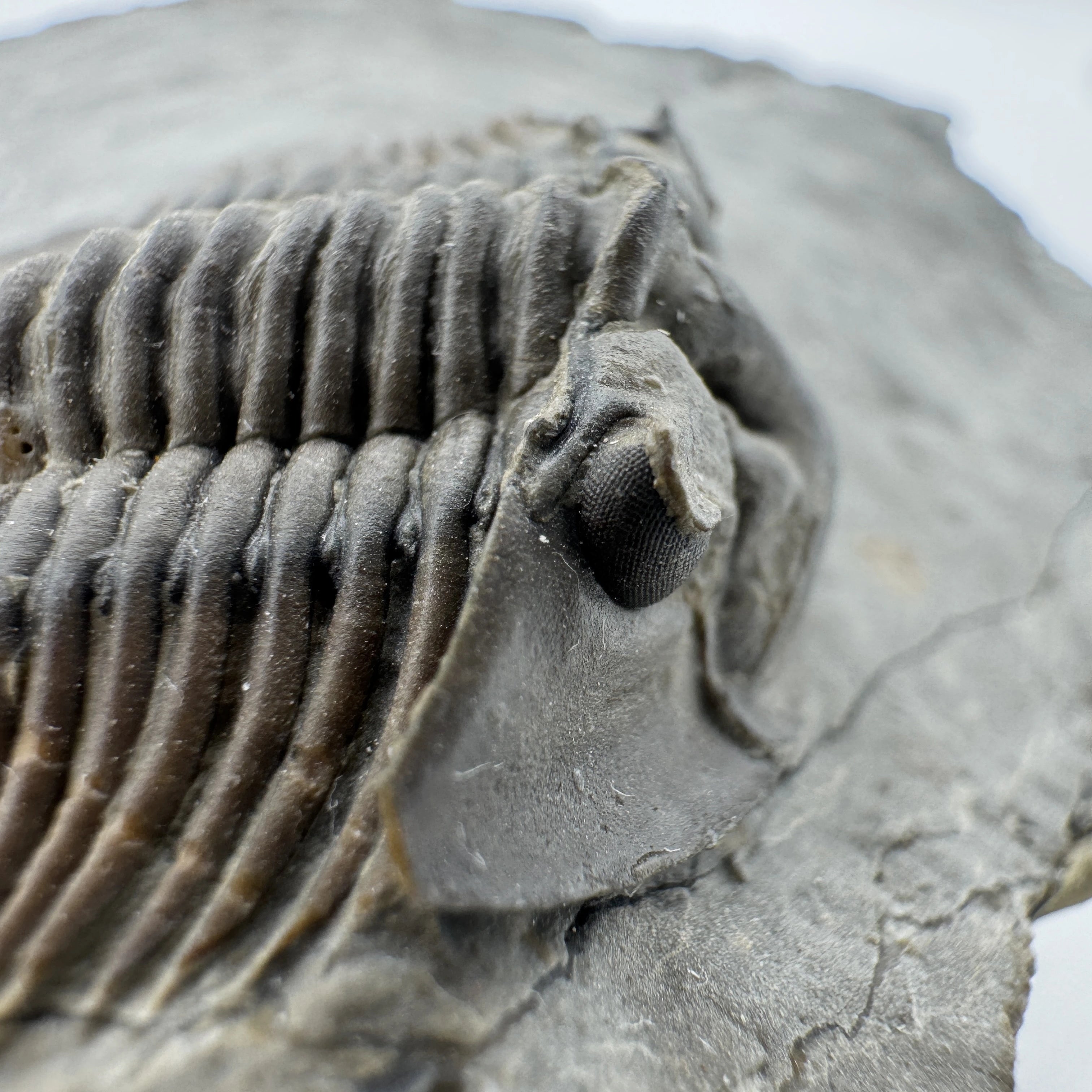 Scabriscutellum Trilobite -- 1.8" (4.5 cm)