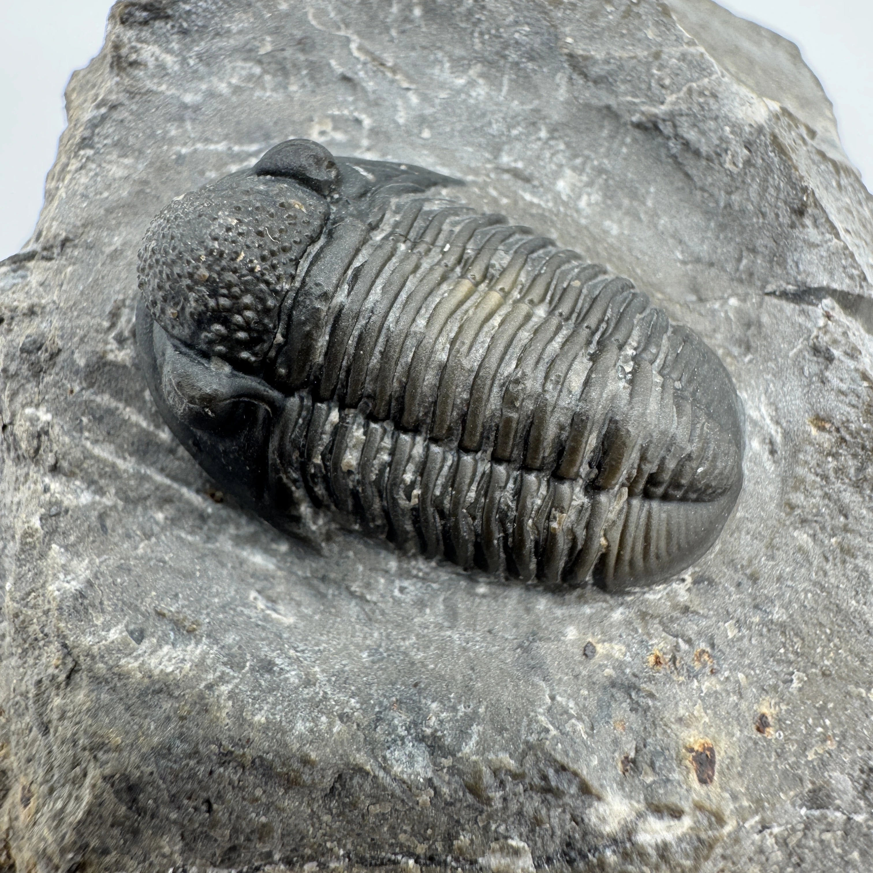 Large Gerastos Trilobite - 1" (2.5 cm)