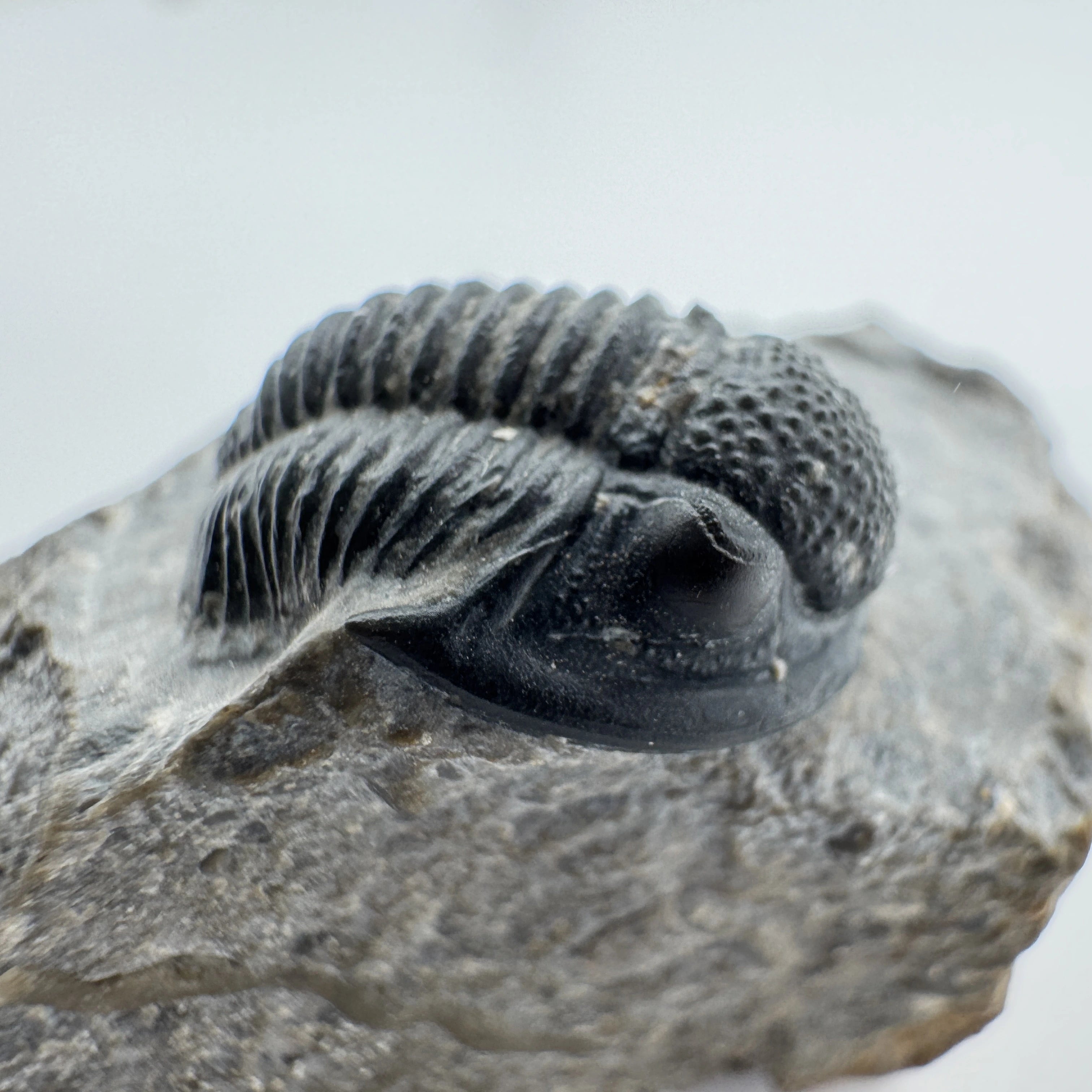 Enrolled Gerastos Trilobite - .66 in (1.7 cm)