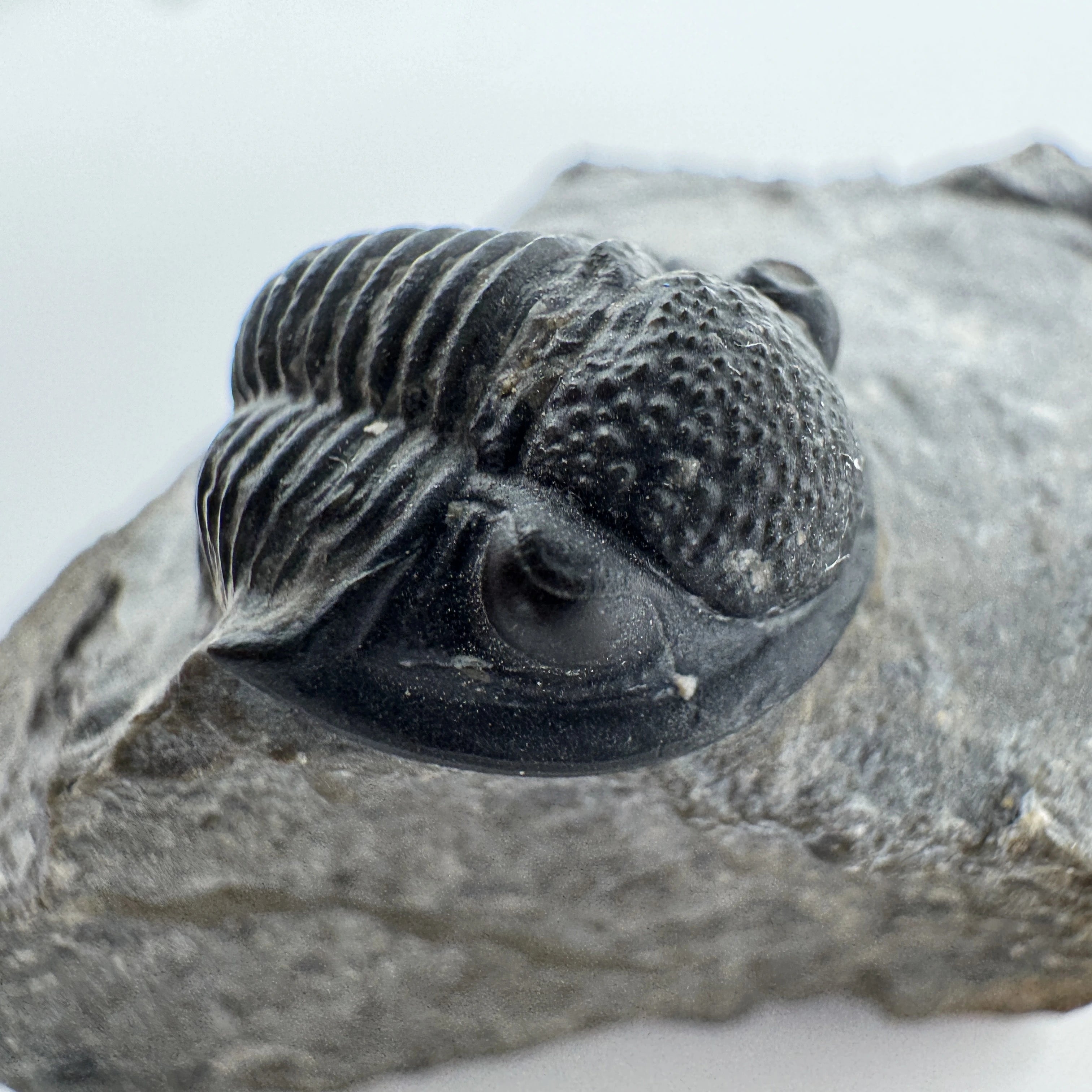 Enrolled Gerastos Trilobite - .66 in (1.7 cm)