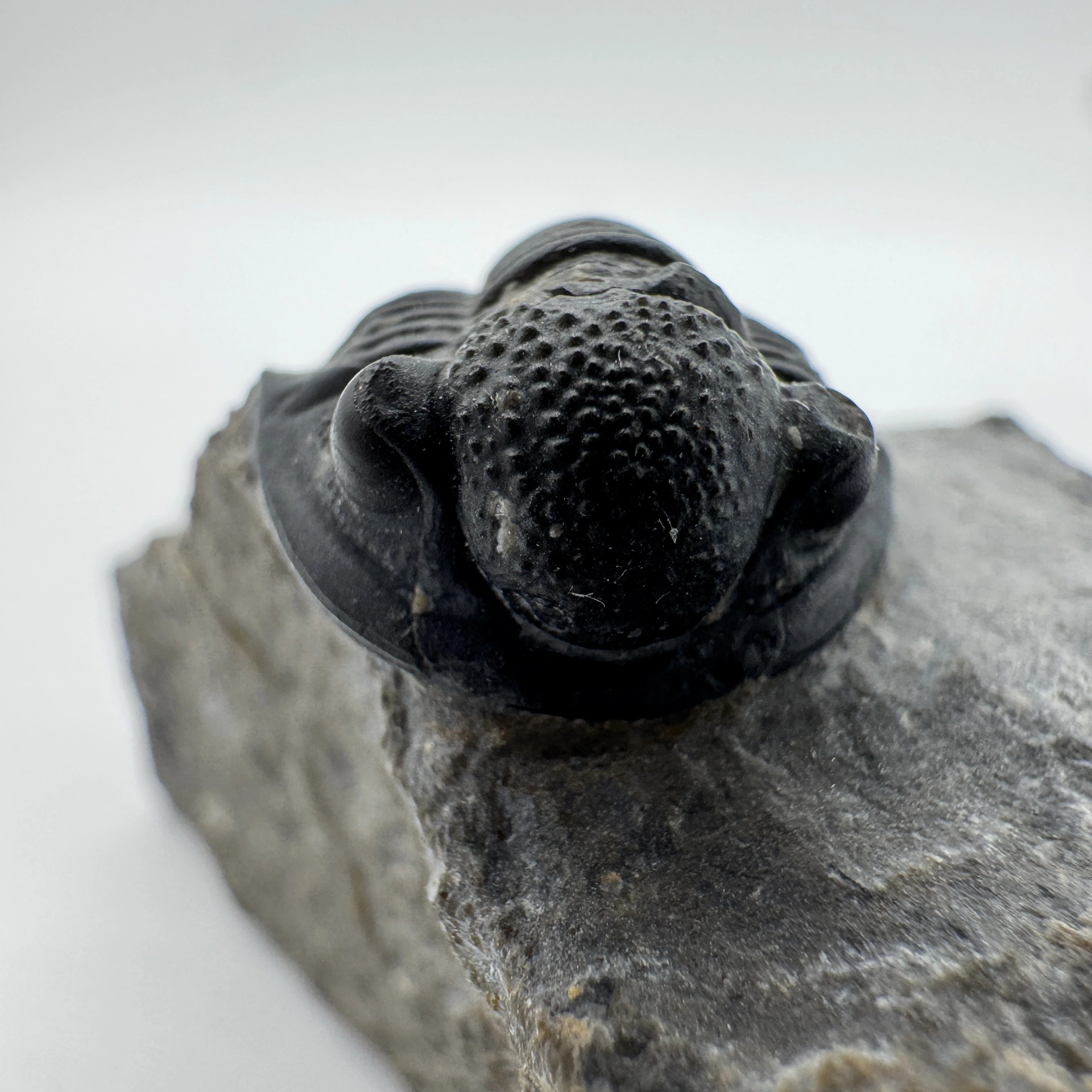 Enrolled Gerastos Trilobite - .66 in (1.7 cm)