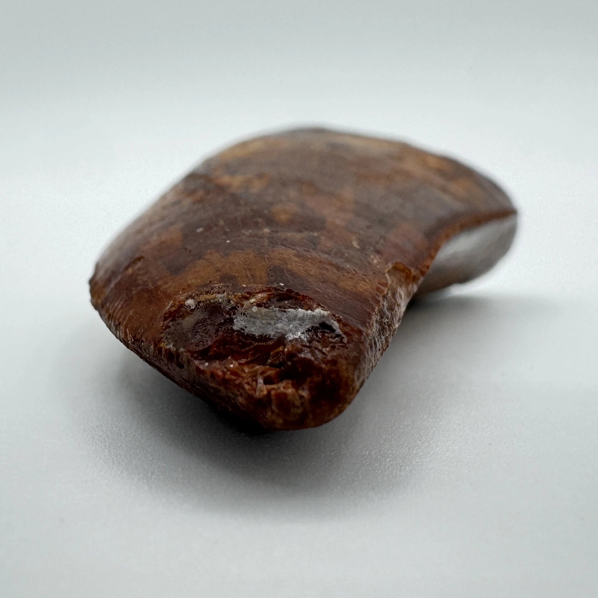 Carcharodontosaurus Tooth - 2.08" (5.3 cm)