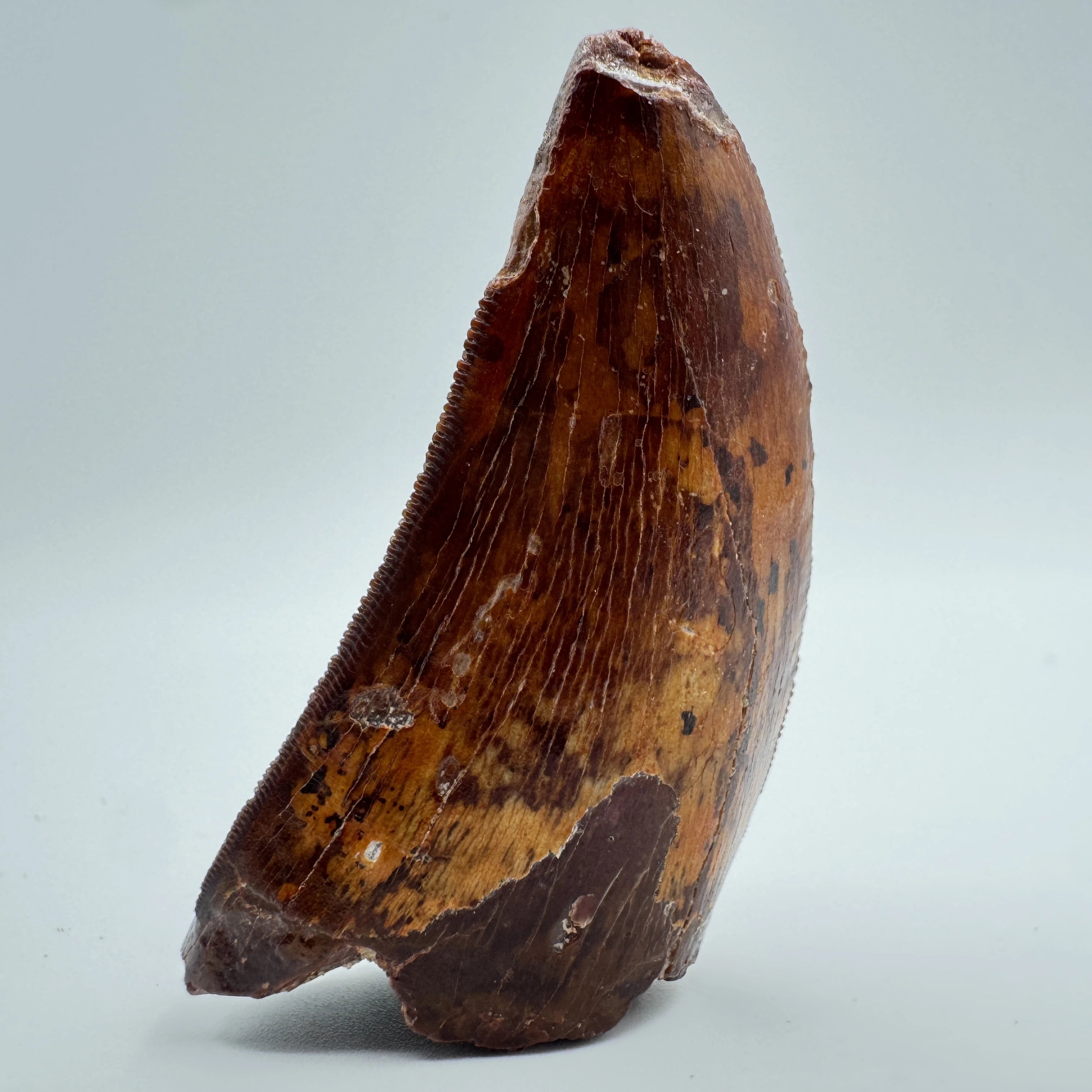 Carcharodontosaurus Tooth - 2.08" (5.3 cm)