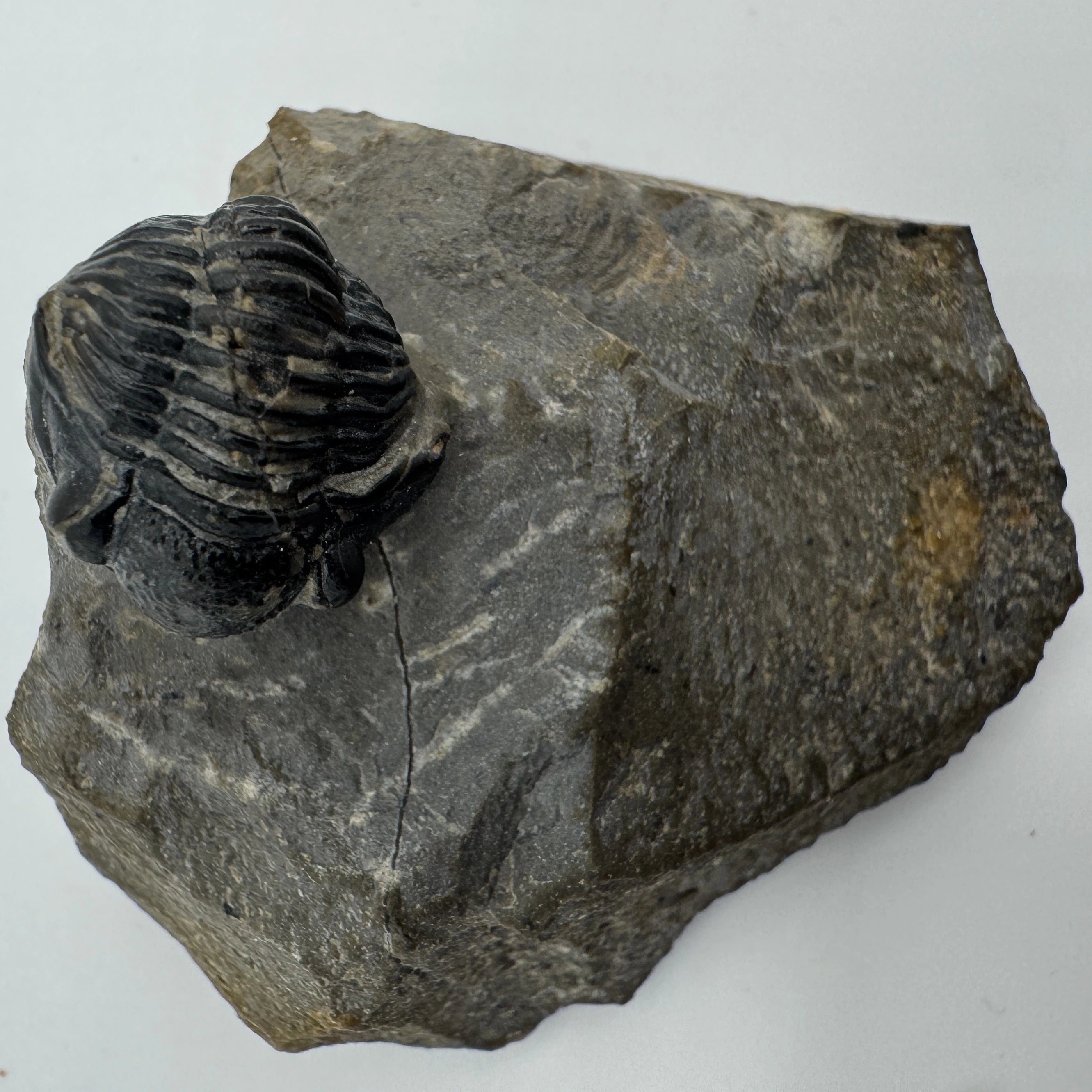 Enrolled Gerastos Trilobite - .55 in (1.4 cm)