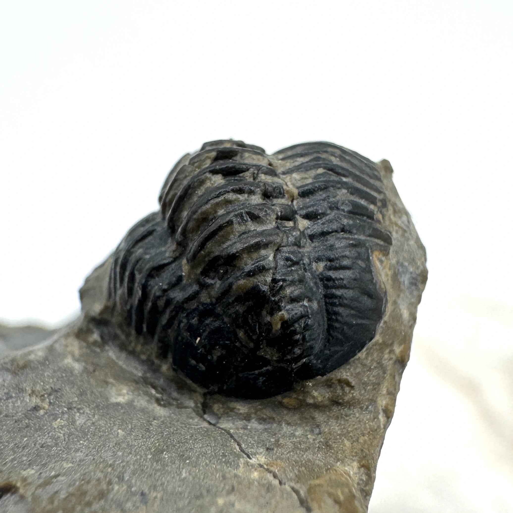 Enrolled Gerastos Trilobite - .55 in (1.4 cm)