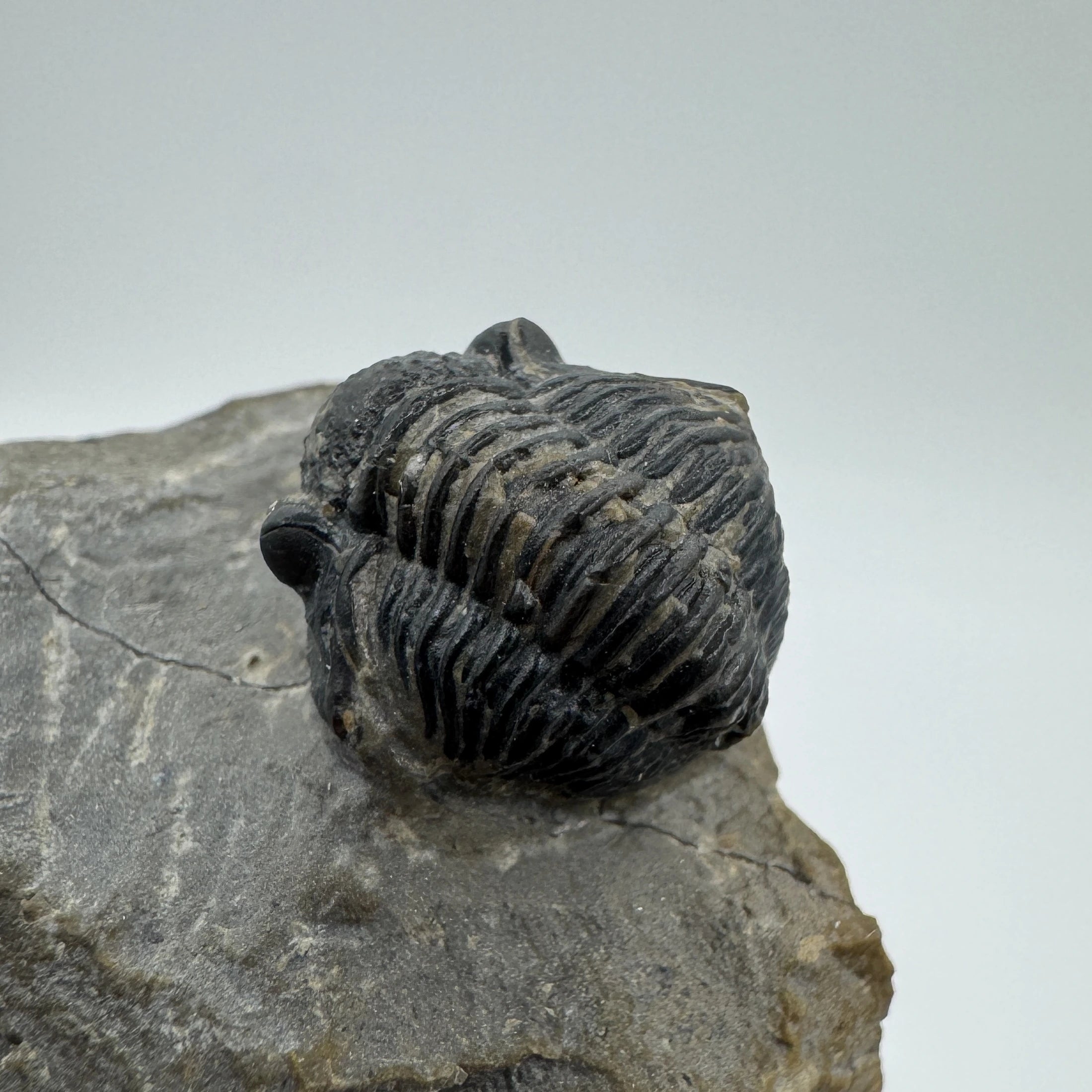 Enrolled Gerastos Trilobite - .55 in (1.4 cm)