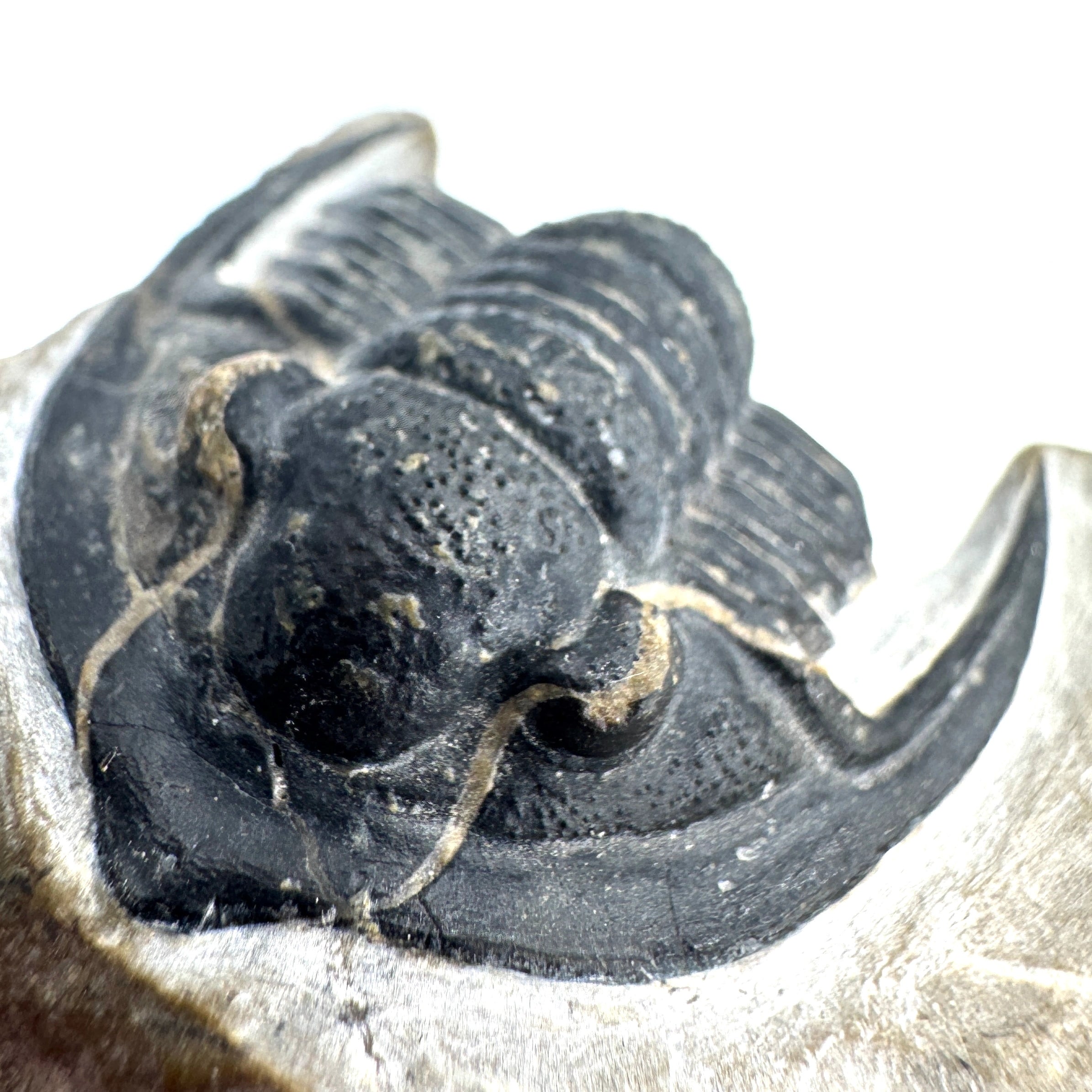 Enrolled Diademaproetus Praecursor - 1.08" (2.74 cm)