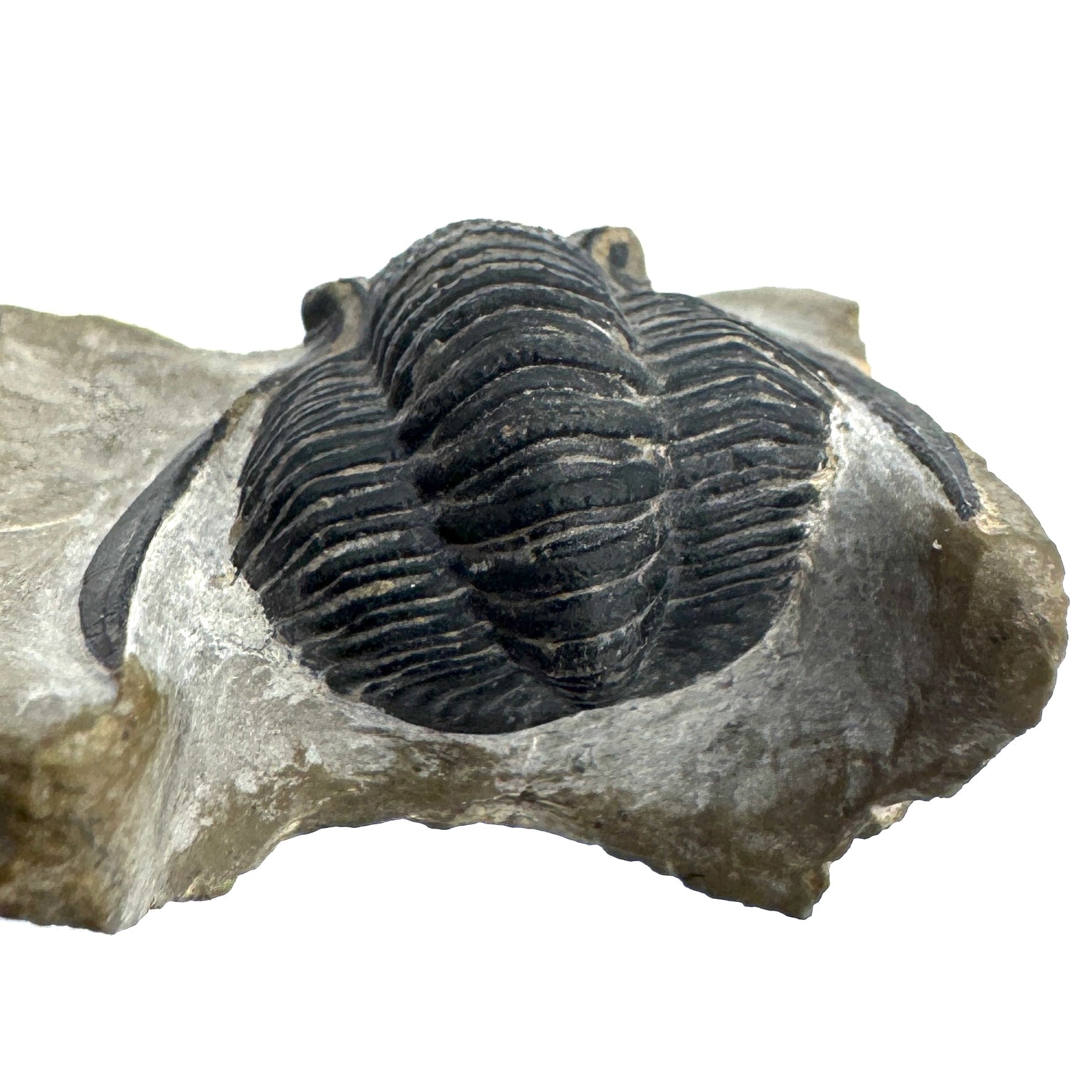 Enrolled Diademaproetus Praecursor - 1.08" (2.74 cm)