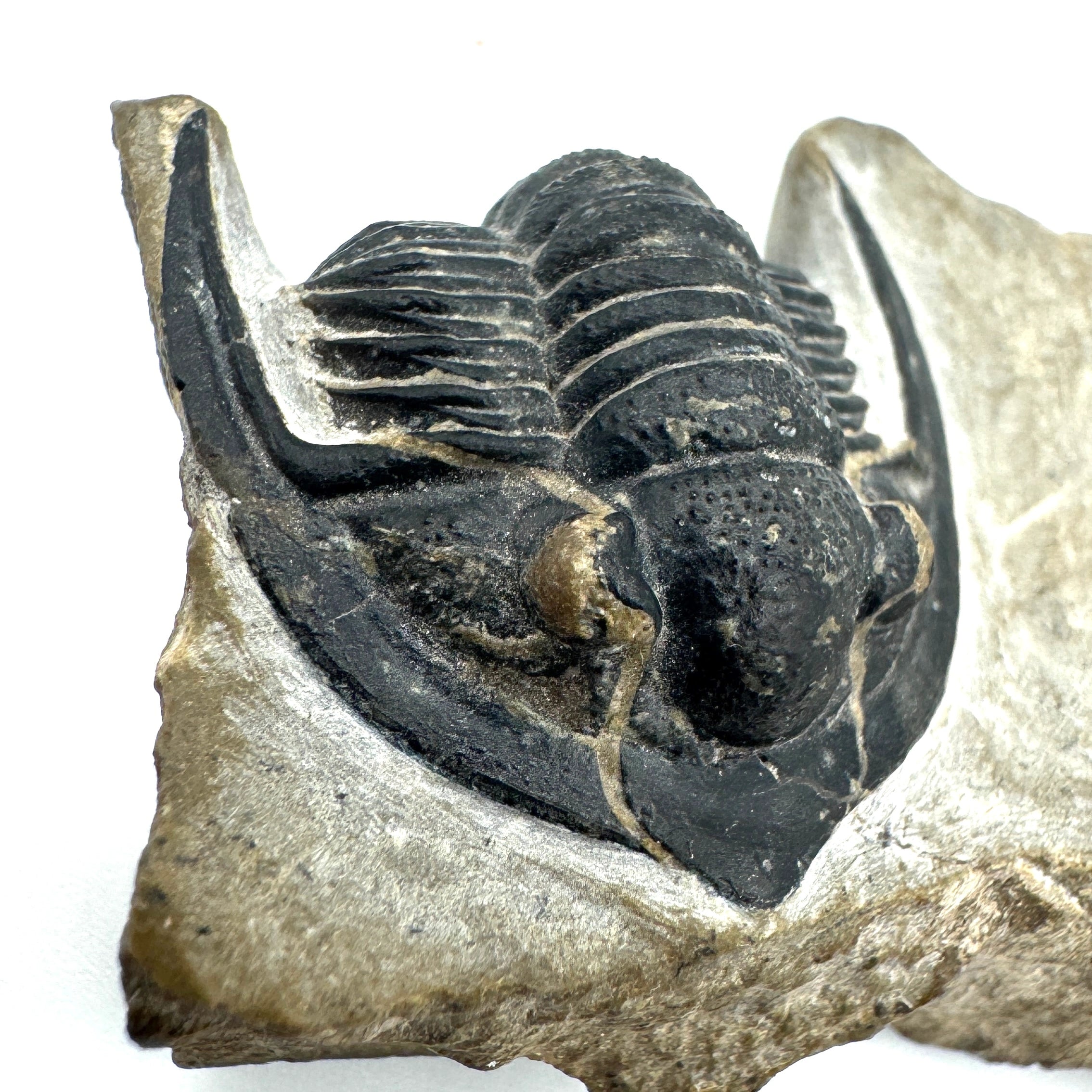 Enrolled Diademaproetus Praecursor - 1.08