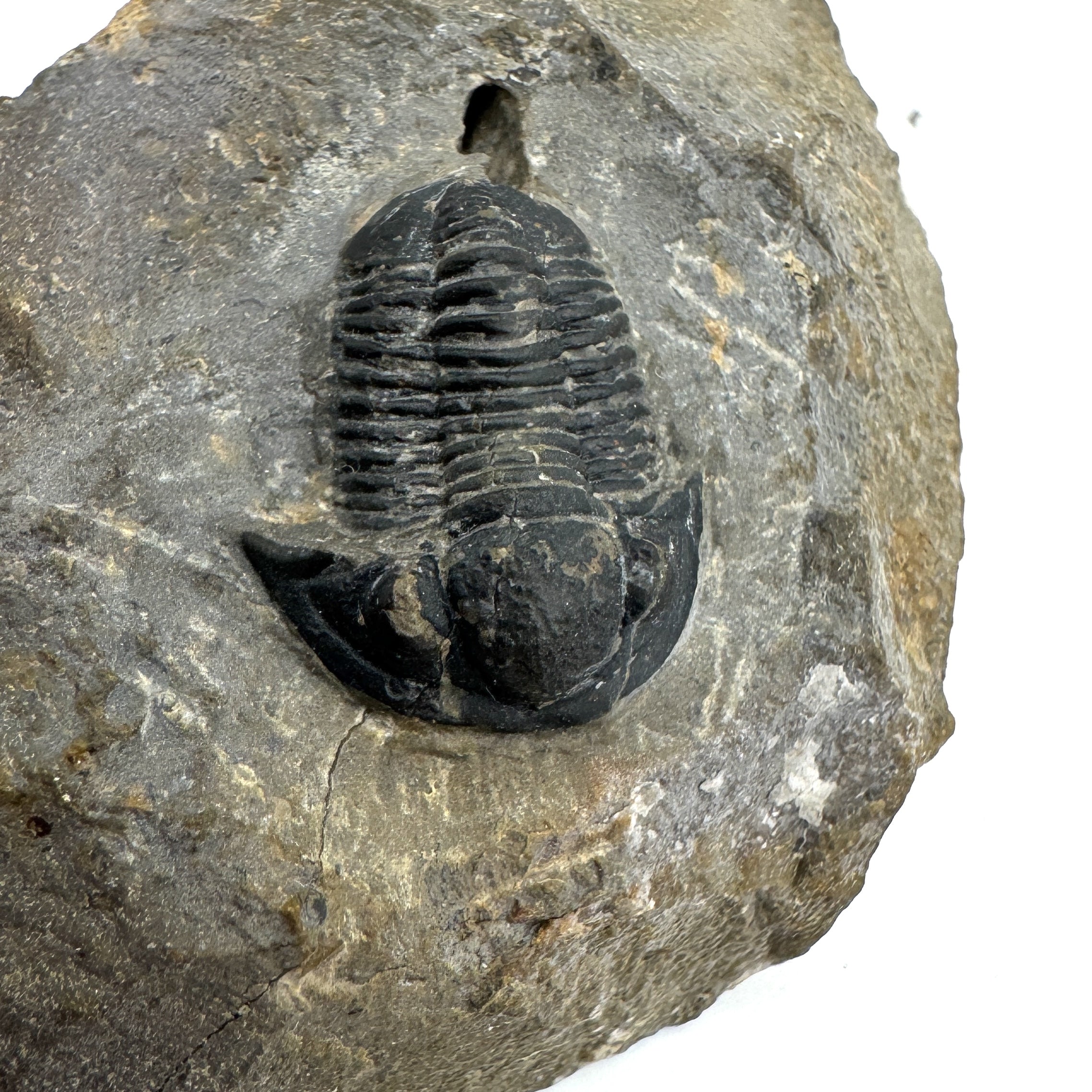 Gerastos Trilobite - .77 in (1.95 cm)