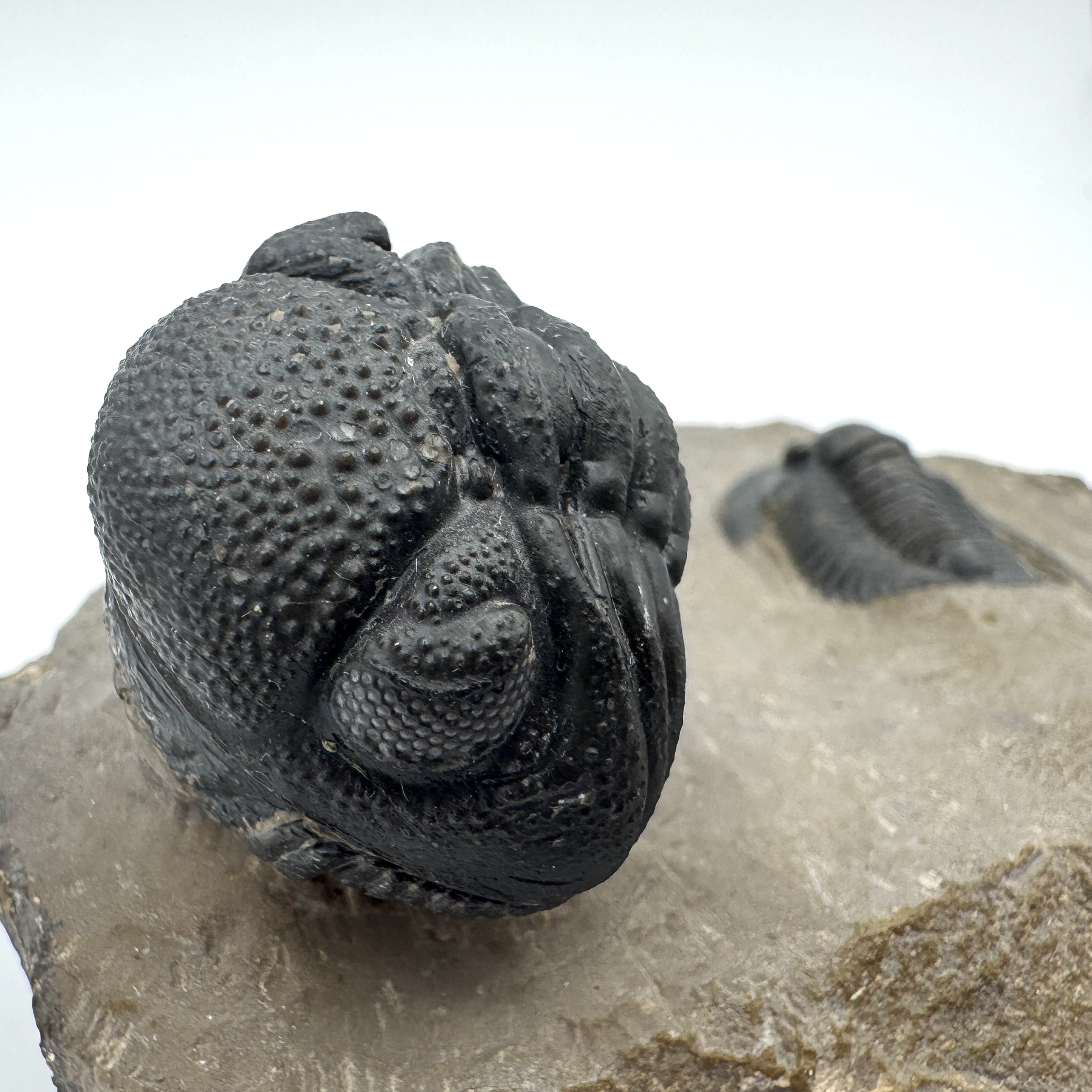 Diademaproetus Praecursor w/ Phacops - 1.25" (3.18 cm)