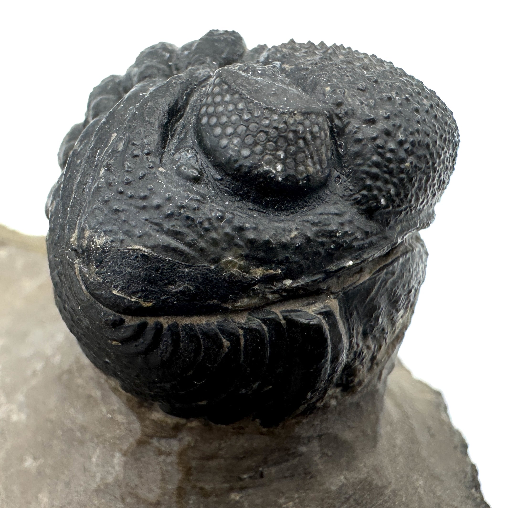 Diademaproetus Praecursor w/ Phacops - 1.25